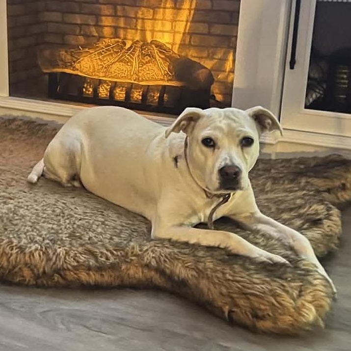 Enlarge Harley, a Adoptable mixed breed in Wilmington, NC image 2/6