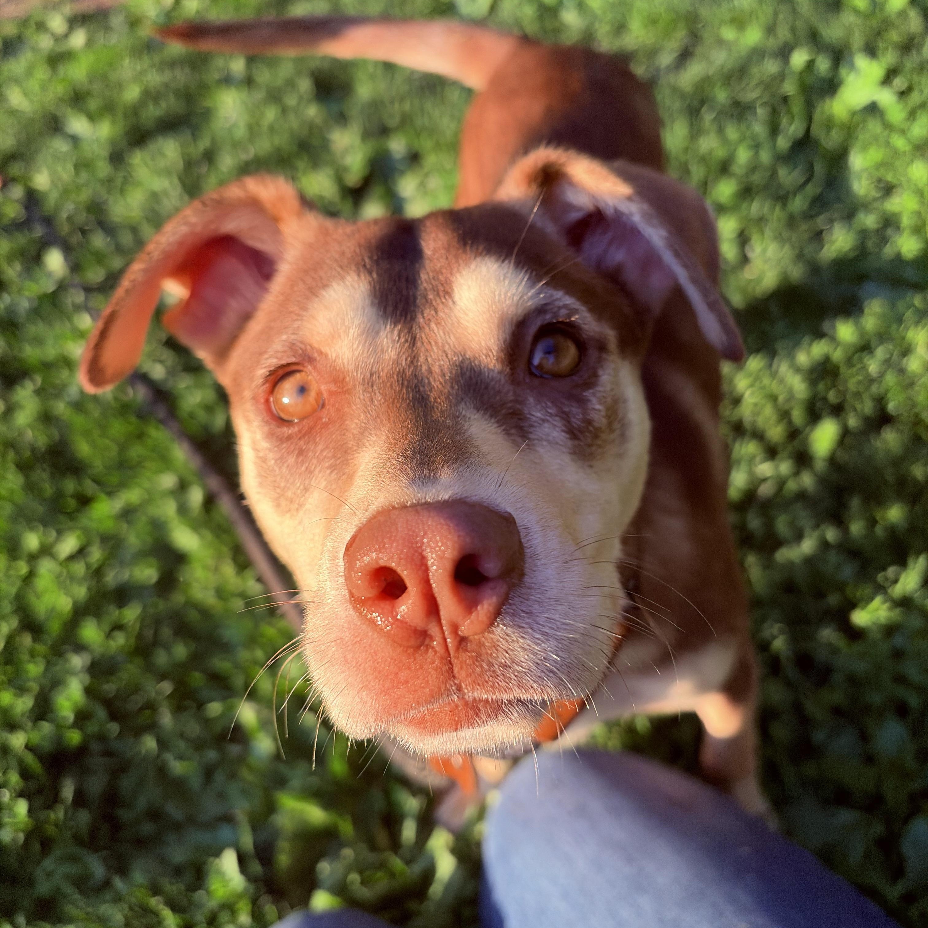 Enlarge Jiji, a ADOPTABLE mixed breed in White Oak, PA image 3/6