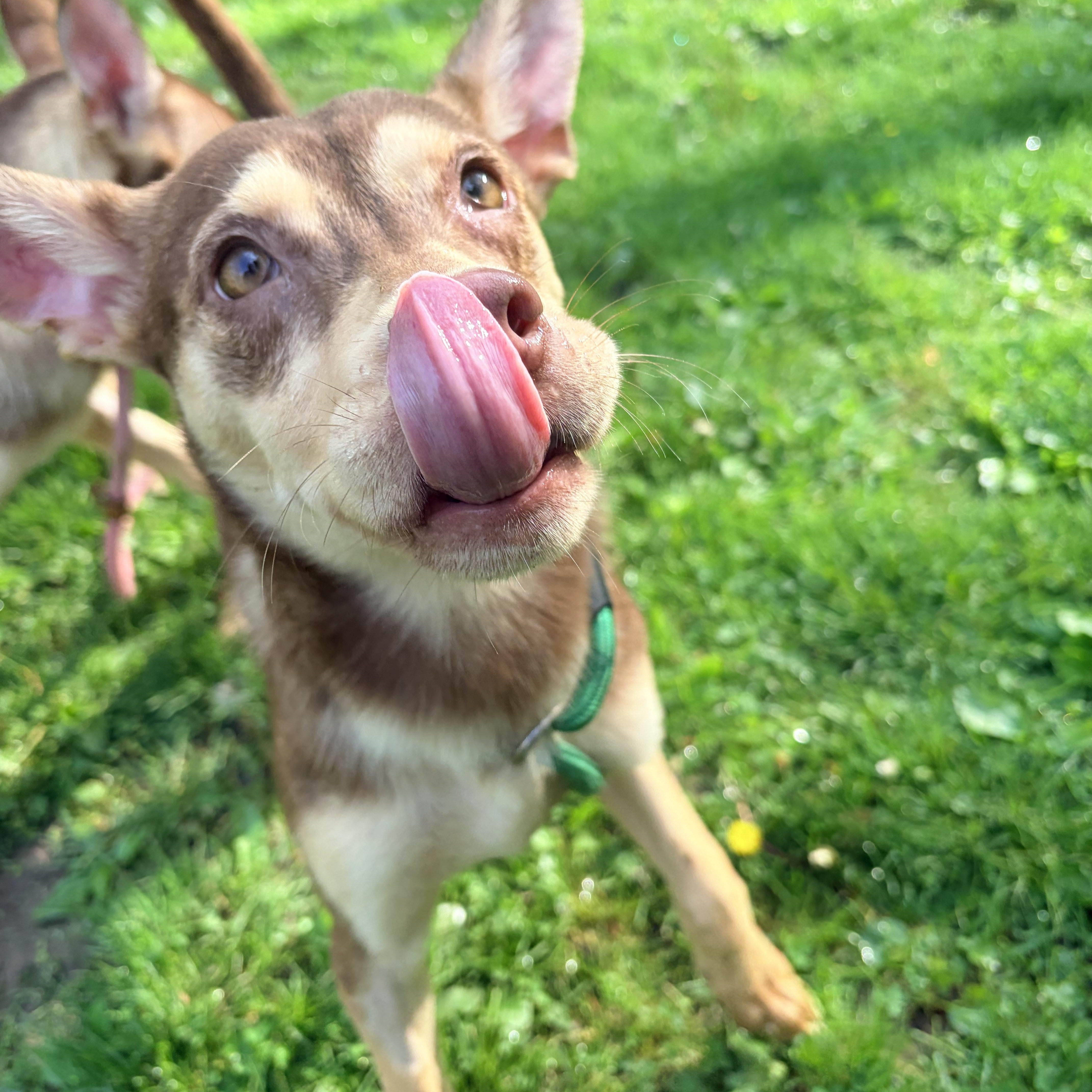 Enlarge Jiji, a ADOPTABLE mixed breed in White Oak, PA image 6/6