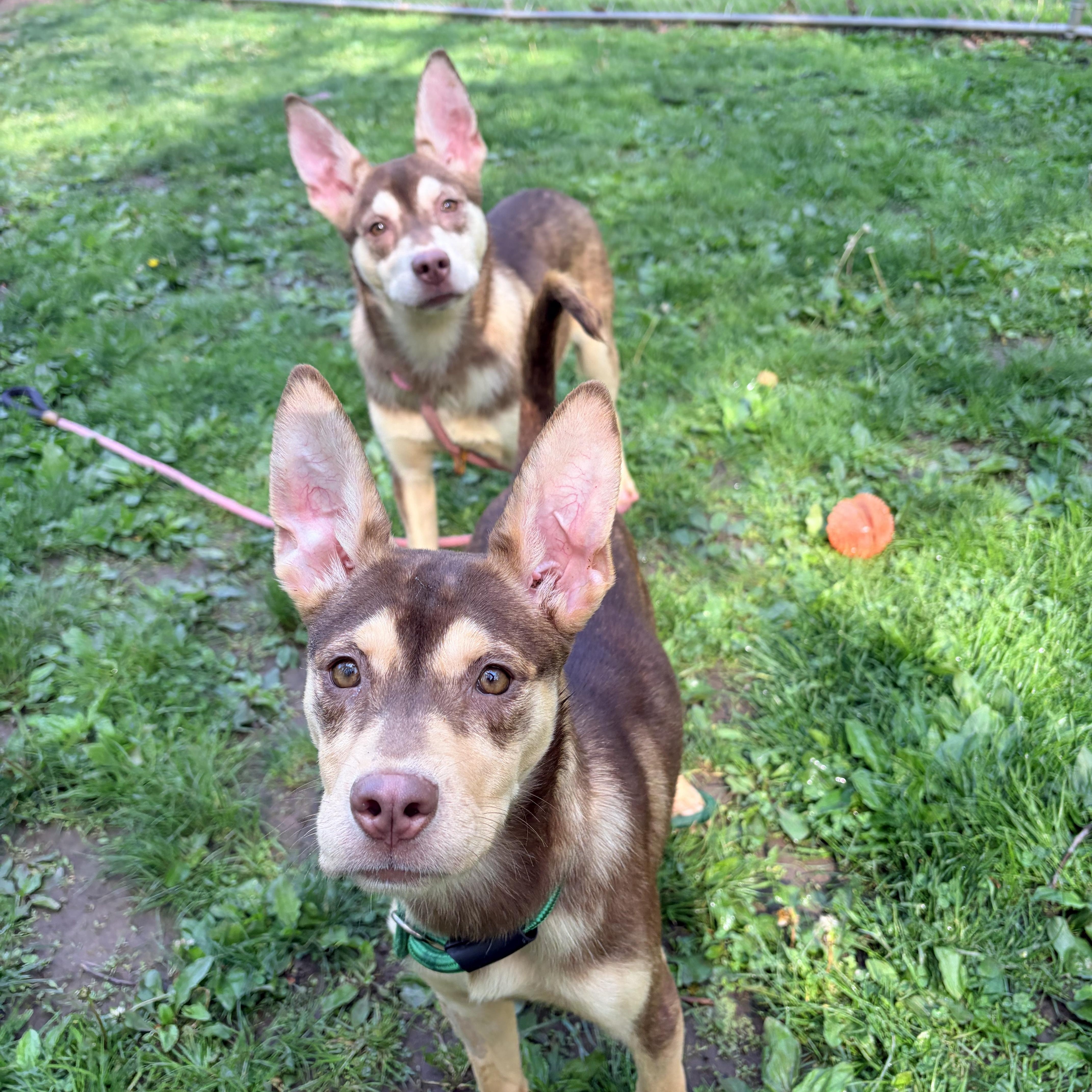 Enlarge Jiji, a ADOPTABLE mixed breed in White Oak, PA image 5/6