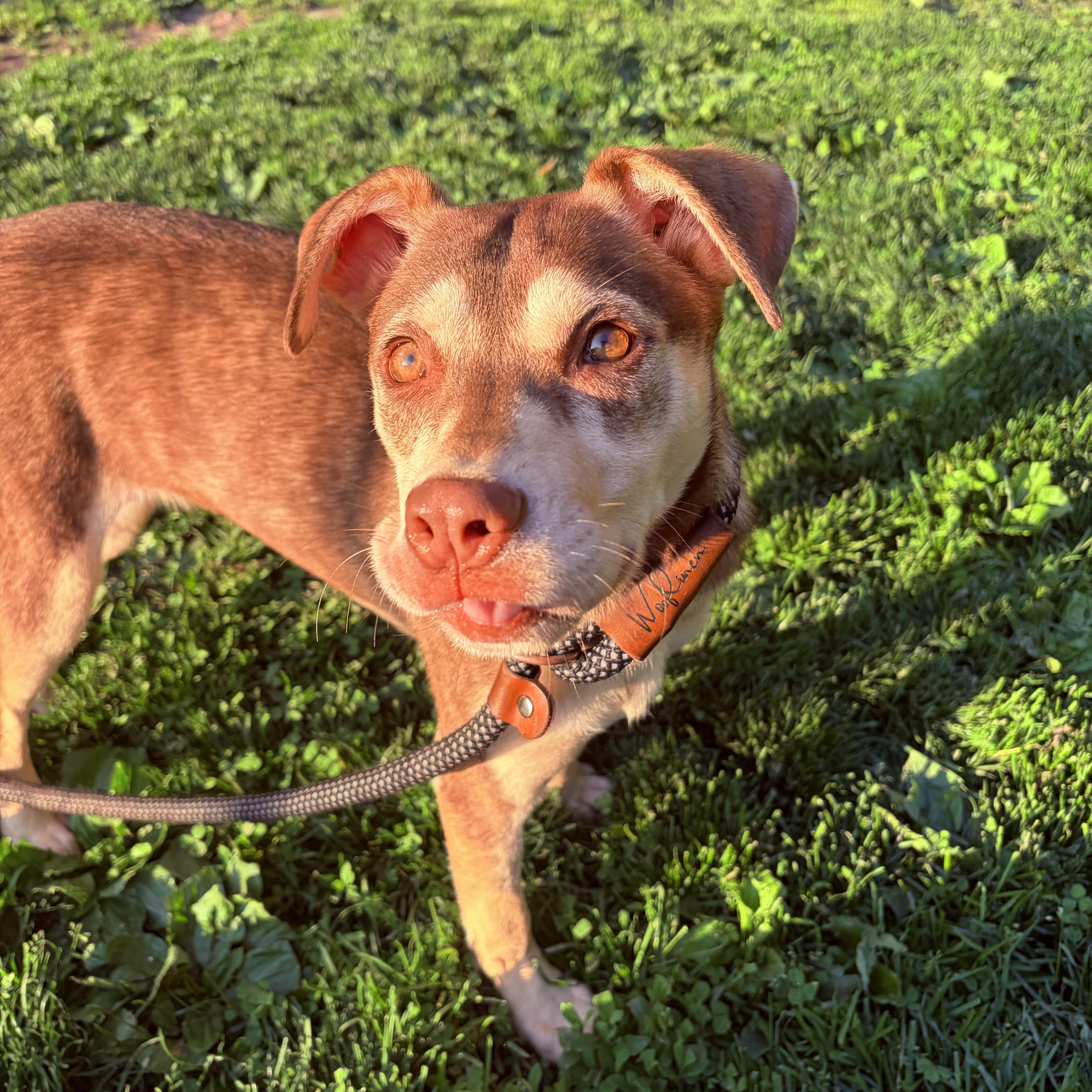 Enlarge Jiji, a ADOPTABLE mixed breed in White Oak, PA image 2/6