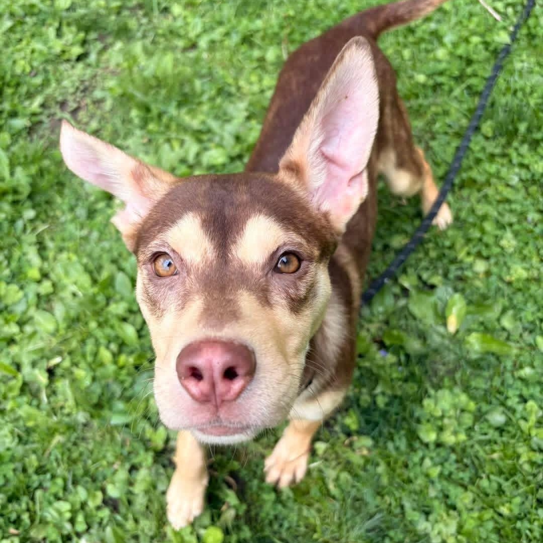 Enlarge Jiji, a ADOPTABLE mixed breed in White Oak, PA image 1/6