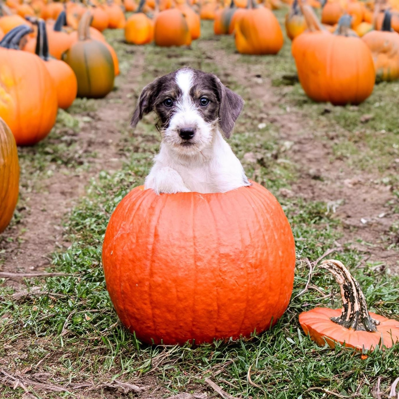 Dog for adoption Charli, a Schnauzer & Chihuahua Mix in Greensboro