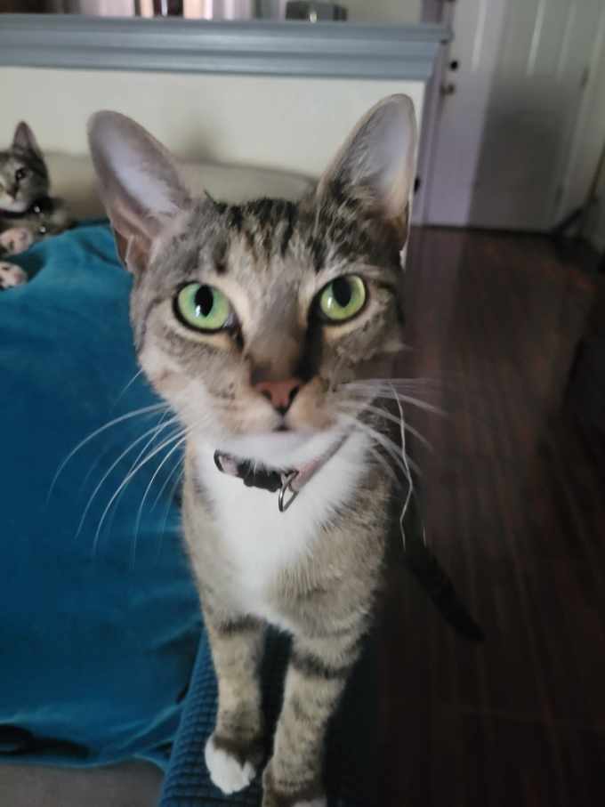 Enlarge Peanut, a Adoptable Torbie in Maitland, FL image 1/2