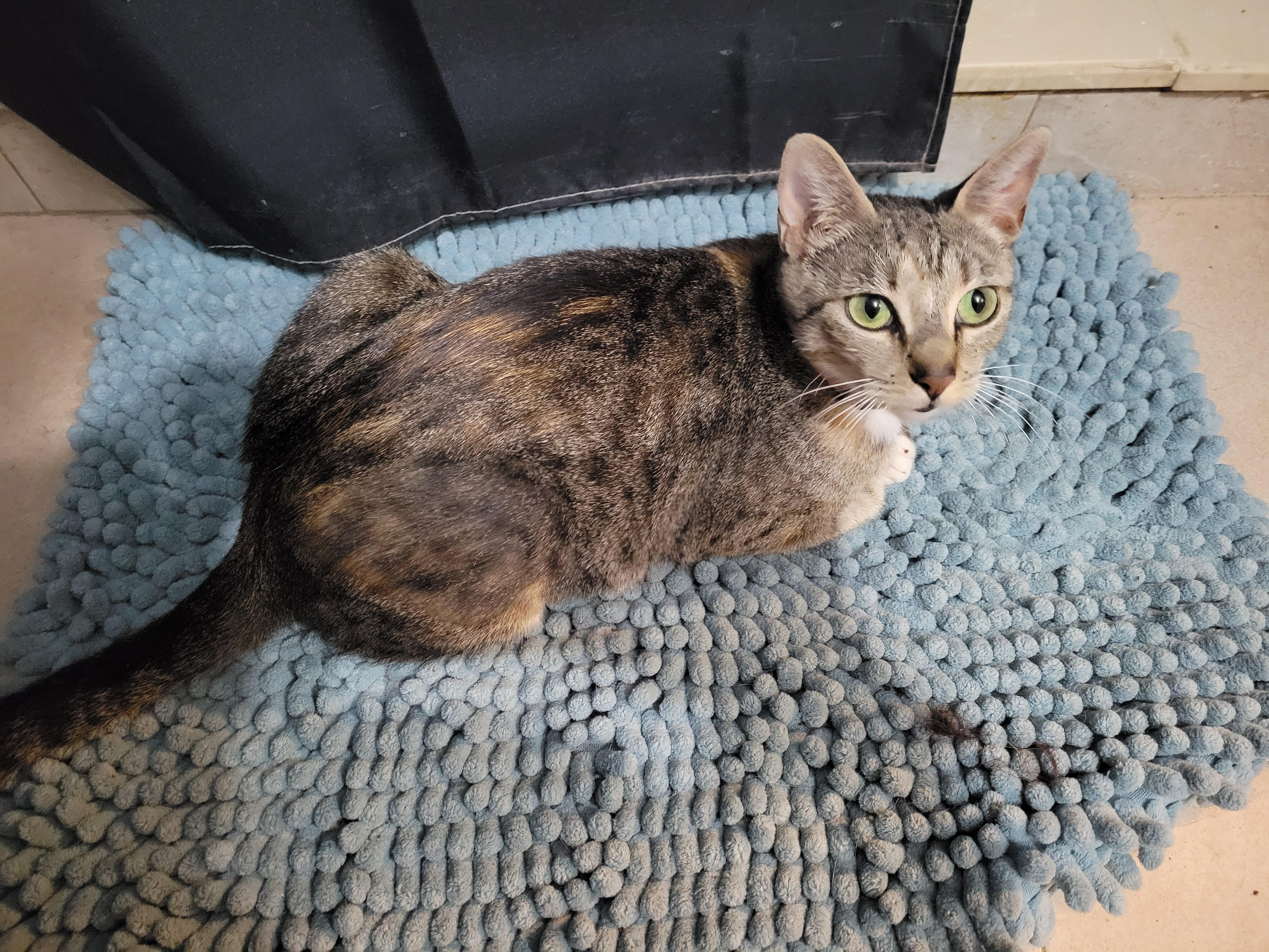 Enlarge Peanut, a Adoptable Torbie in Maitland, FL image 2/2