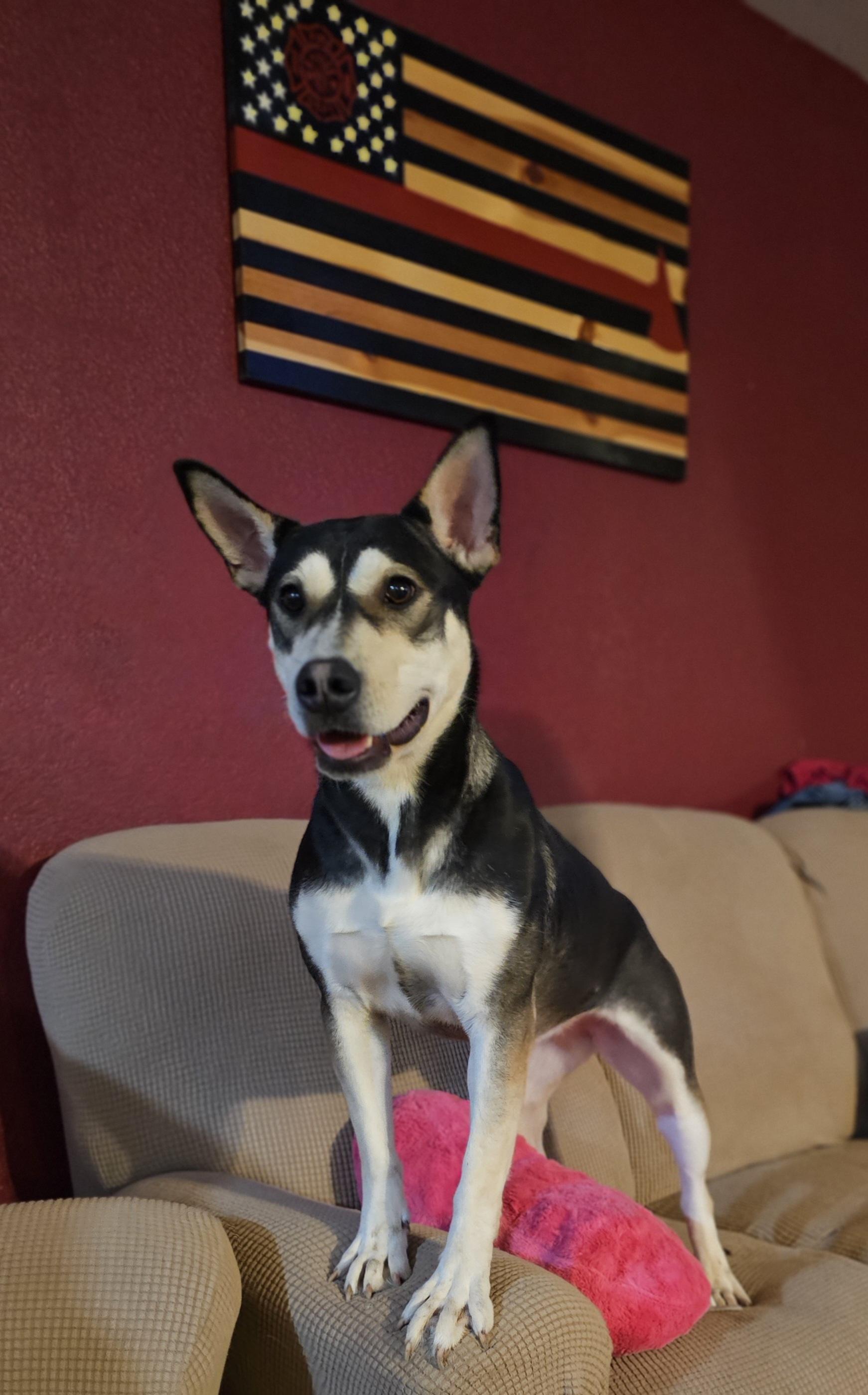 Enlarge Icicle, a Adoptable mixed breed in Bar Nunn, WY image 1/3