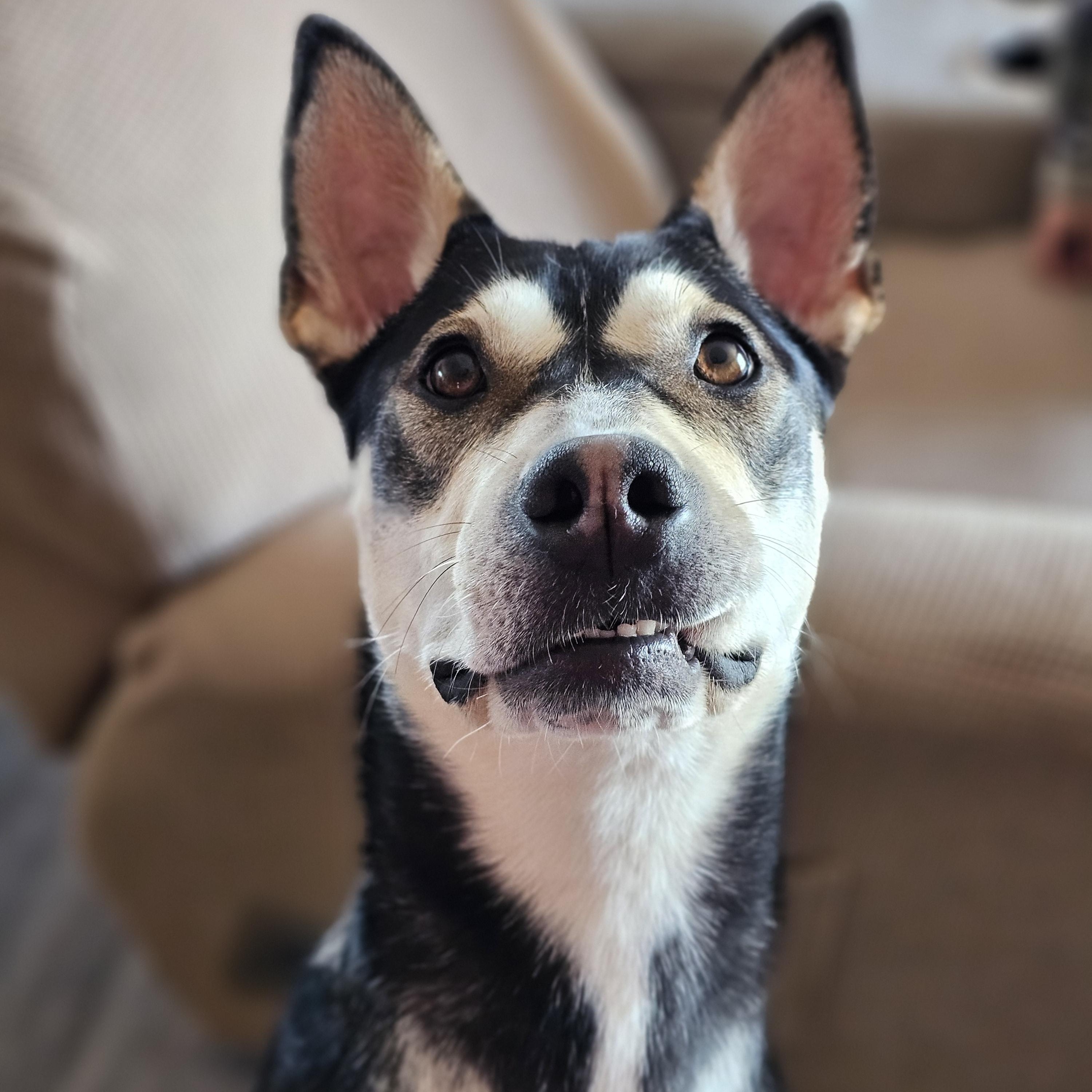 Enlarge Icicle, a Adoptable mixed breed in Bar Nunn, WY image 3/3