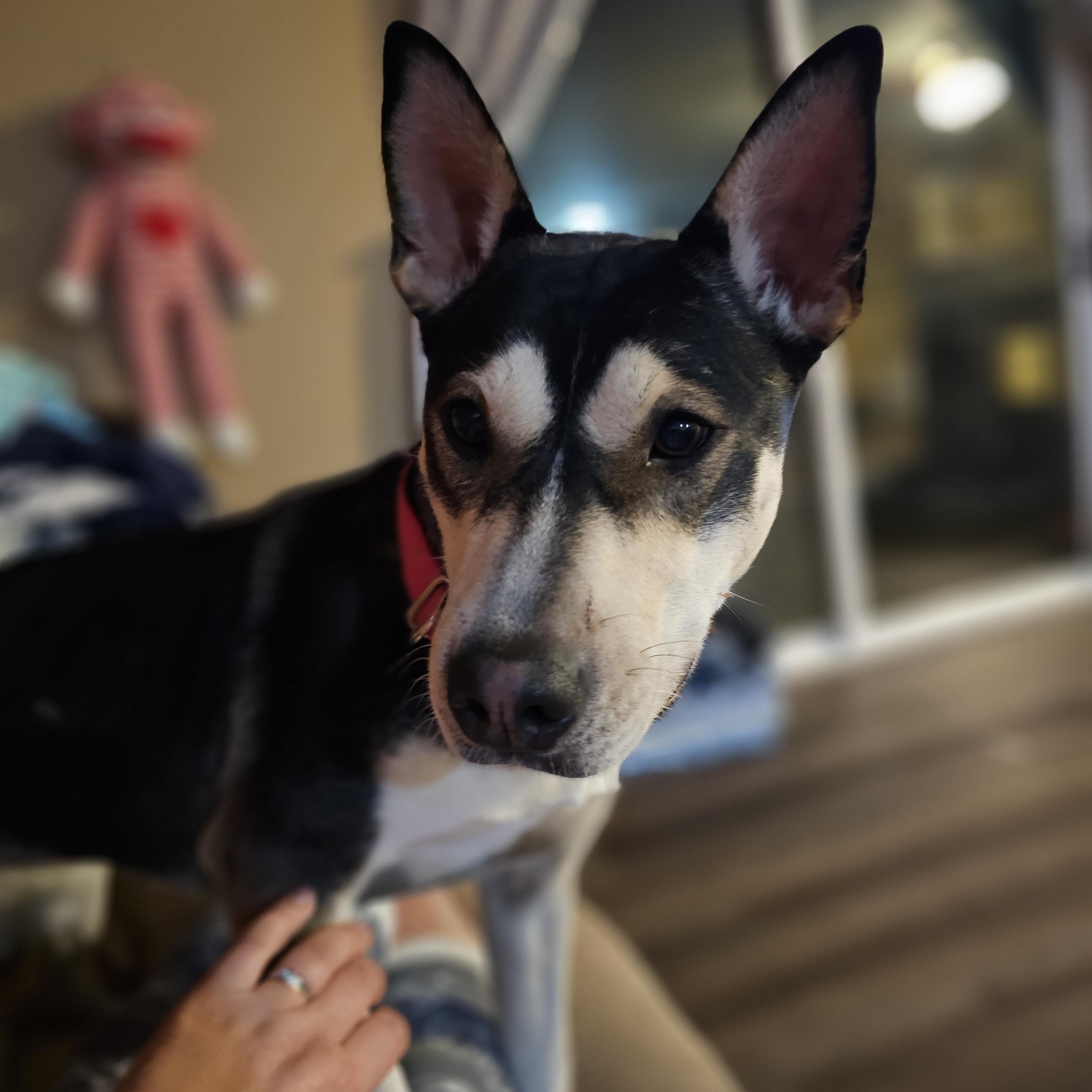 Enlarge Icicle, a Adoptable mixed breed in Bar Nunn, WY image 2/3