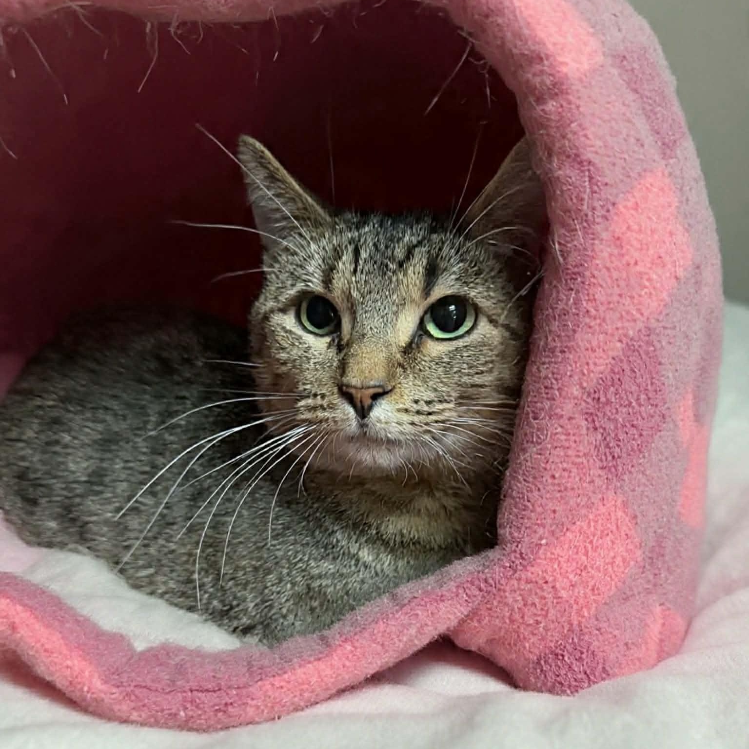 Jynx, ADOPTABLE, Young Male Domestic Short Hair.