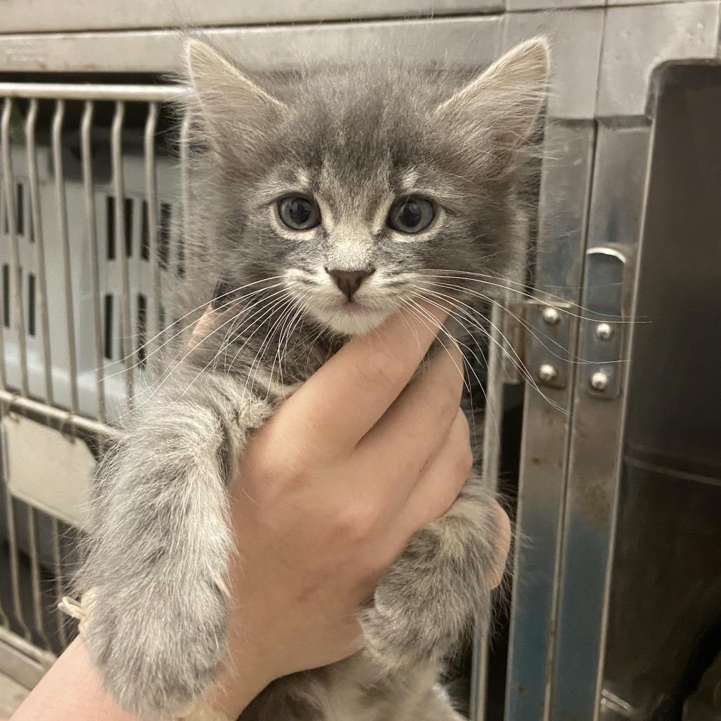 Shore, Adoptable, Kitten Female Domestic Long Hair.