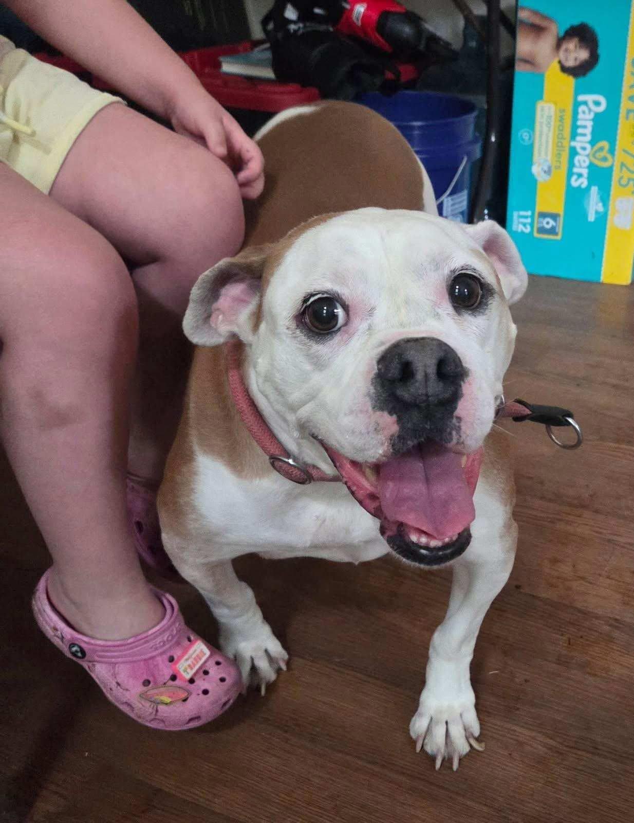 Enlarge Sky, a ADOPTABLE Bulldog in Bayport, NY image 1/1