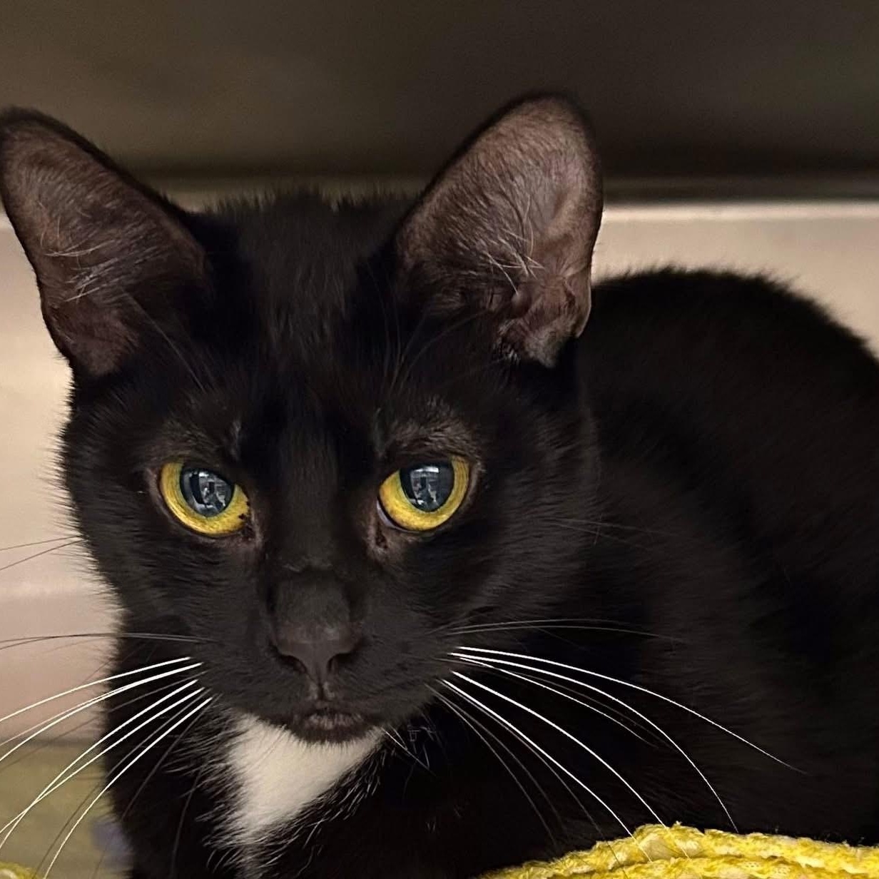 Enlarge Justice, a ADOPTABLE Domestic Short Hair in St. Augustine, FL image 2/3