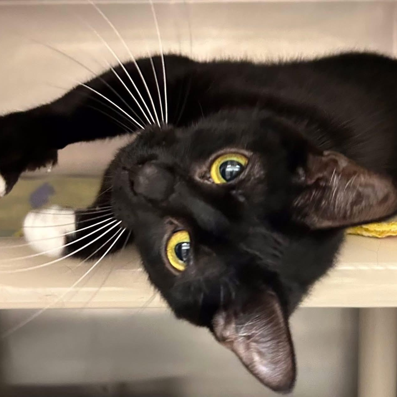 Justice, ADOPTABLE, Adult Female Domestic Short Hair.