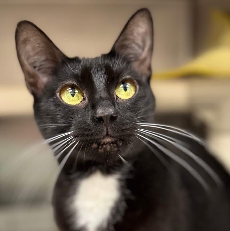 Enlarge Justice, a ADOPTABLE Domestic Short Hair in St. Augustine, FL image 3/3