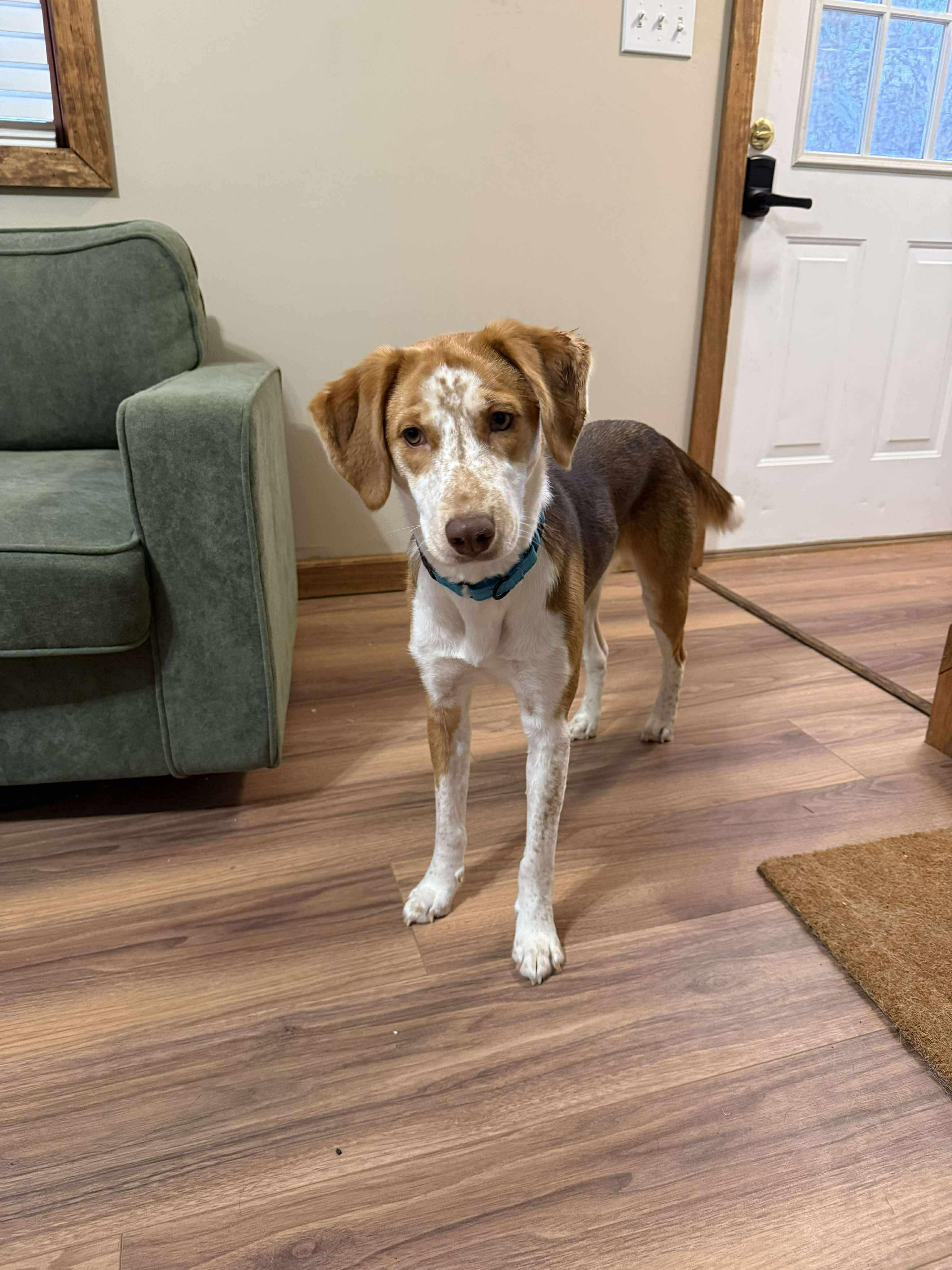 Enlarge Frannie, a Adoptable mixed breed in Argyle, NY image 4/6