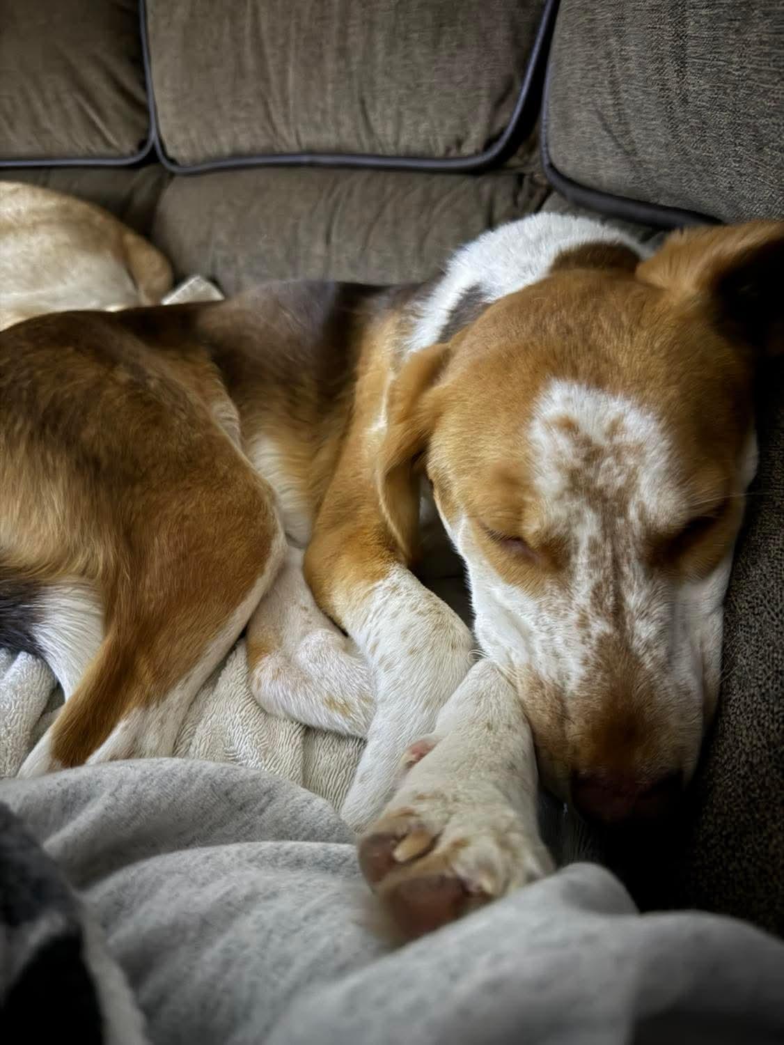 Enlarge Frannie, a Adoptable mixed breed in Argyle, NY image 3/6