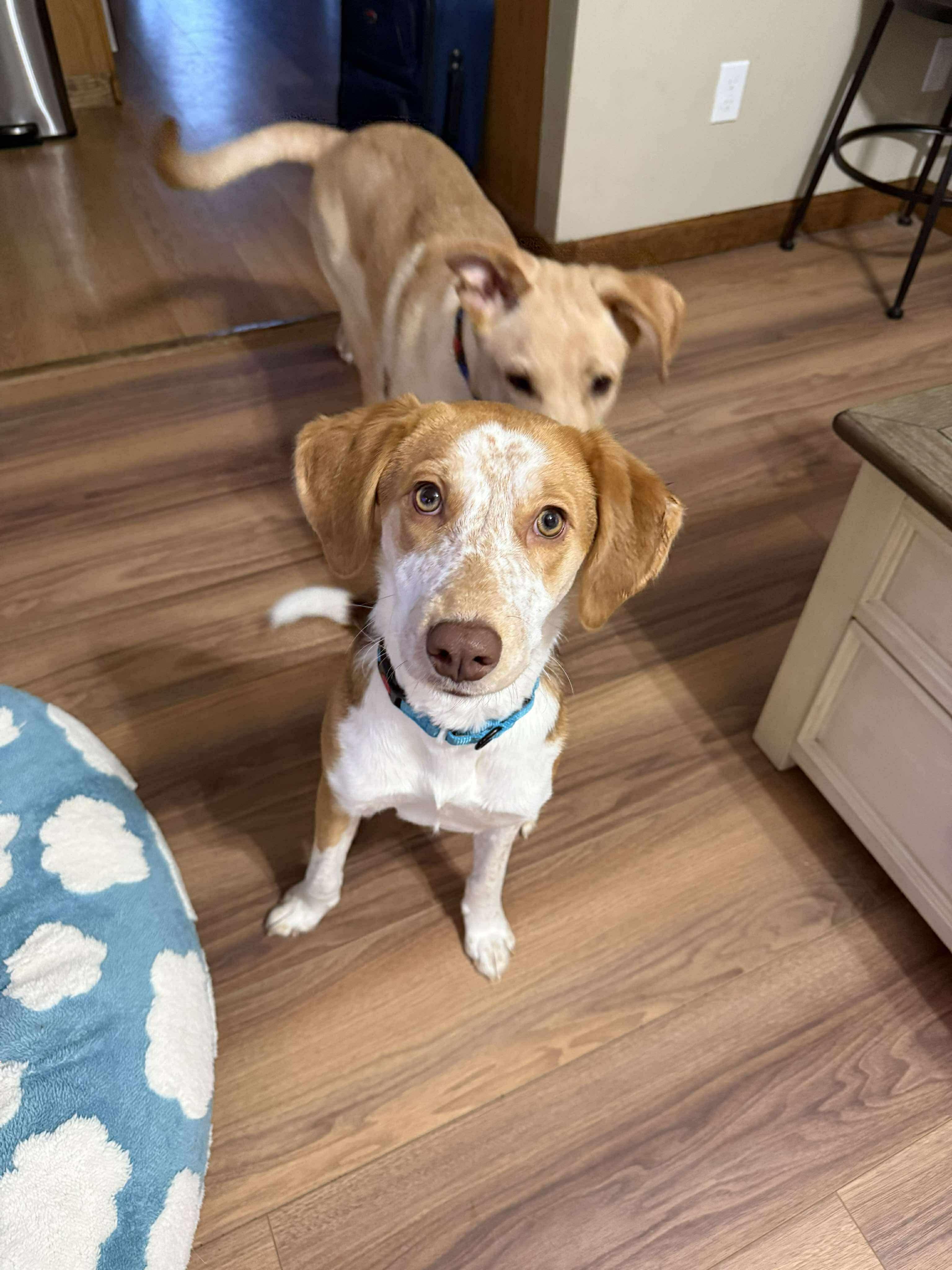 Enlarge Frannie, a Adoptable mixed breed in Argyle, NY image 5/6