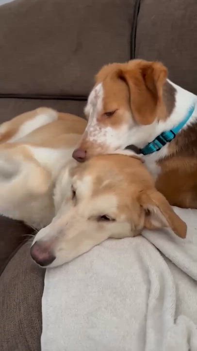 Enlarge Frannie, a Adoptable mixed breed in Argyle, NY video 2/6