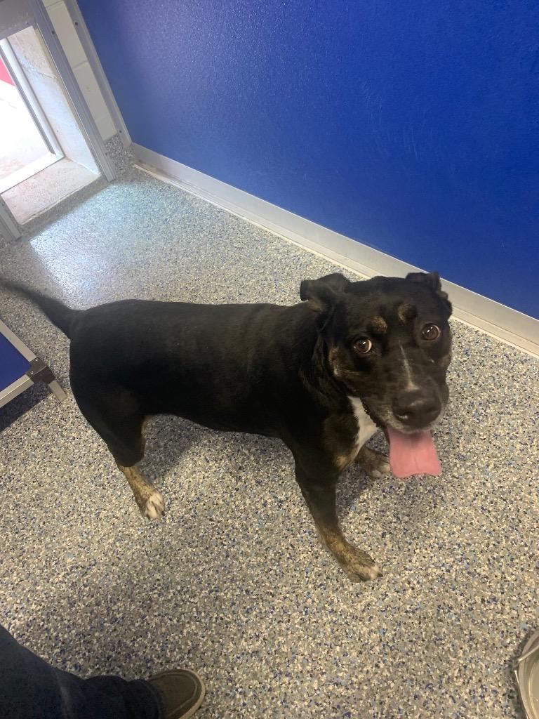 Hera, Adoptable, Adult Female Labrador Retriever & Rottweiler.