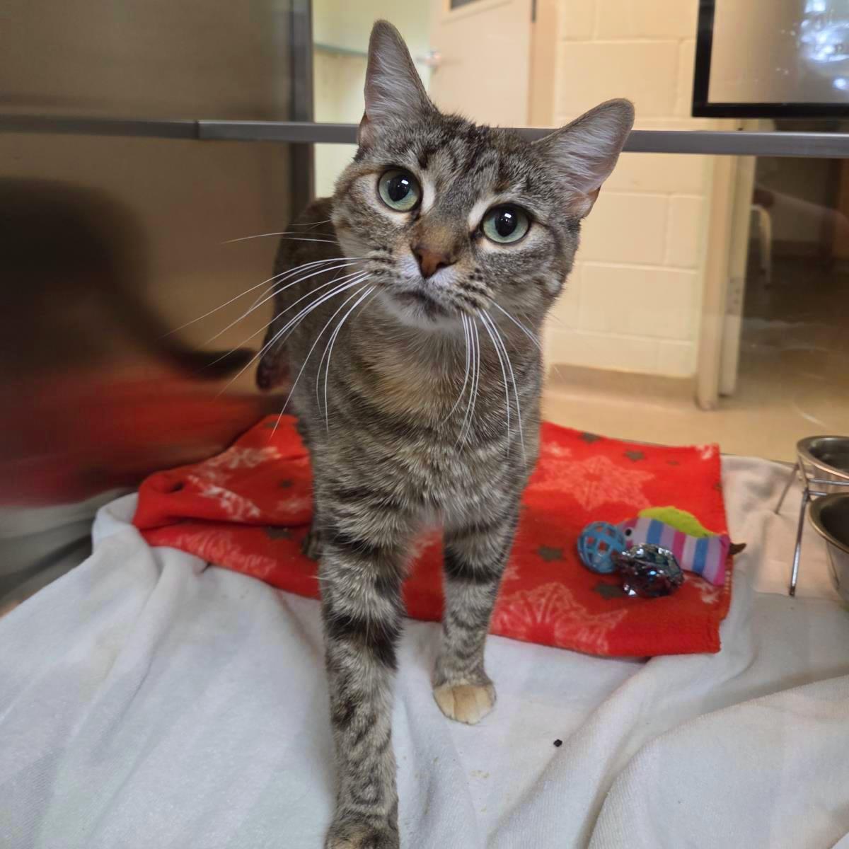 Clementine, Adoptable, Adult Female Domestic Short Hair.