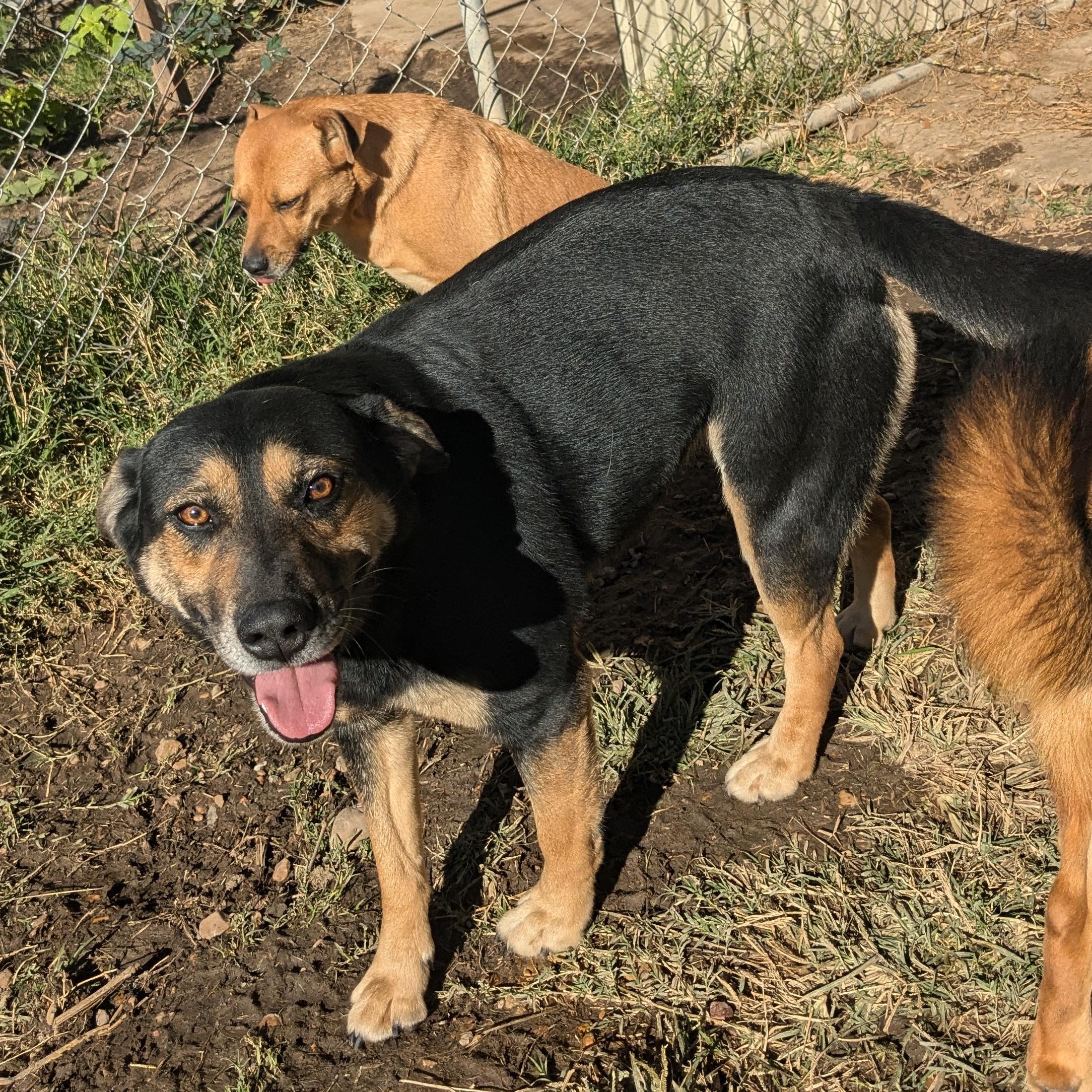 Enlarge Lorrie, a Adoptable mixed breed in Manchester, NH image 2/6