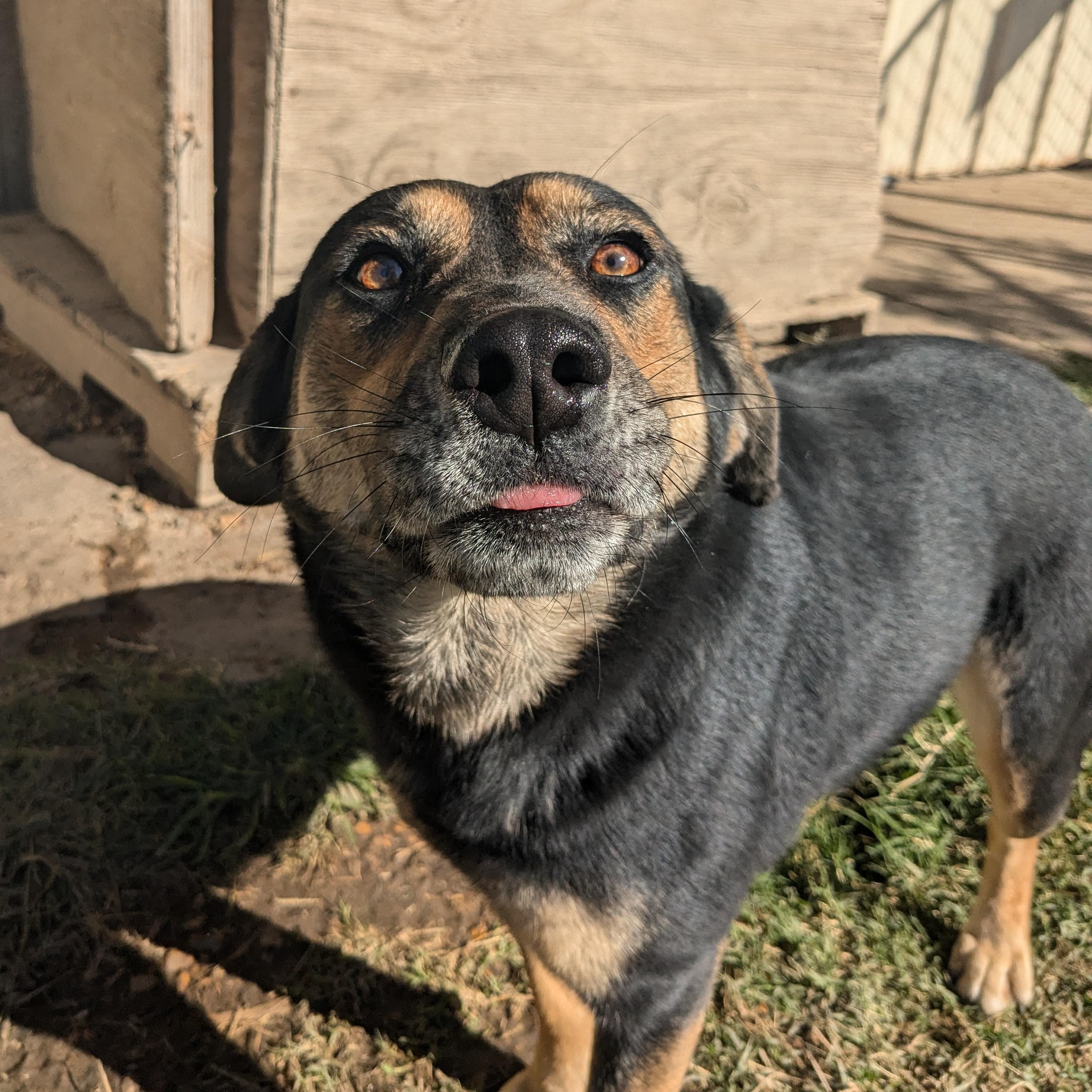 Enlarge Lorrie, a Adoptable mixed breed in Manchester, NH image 3/6