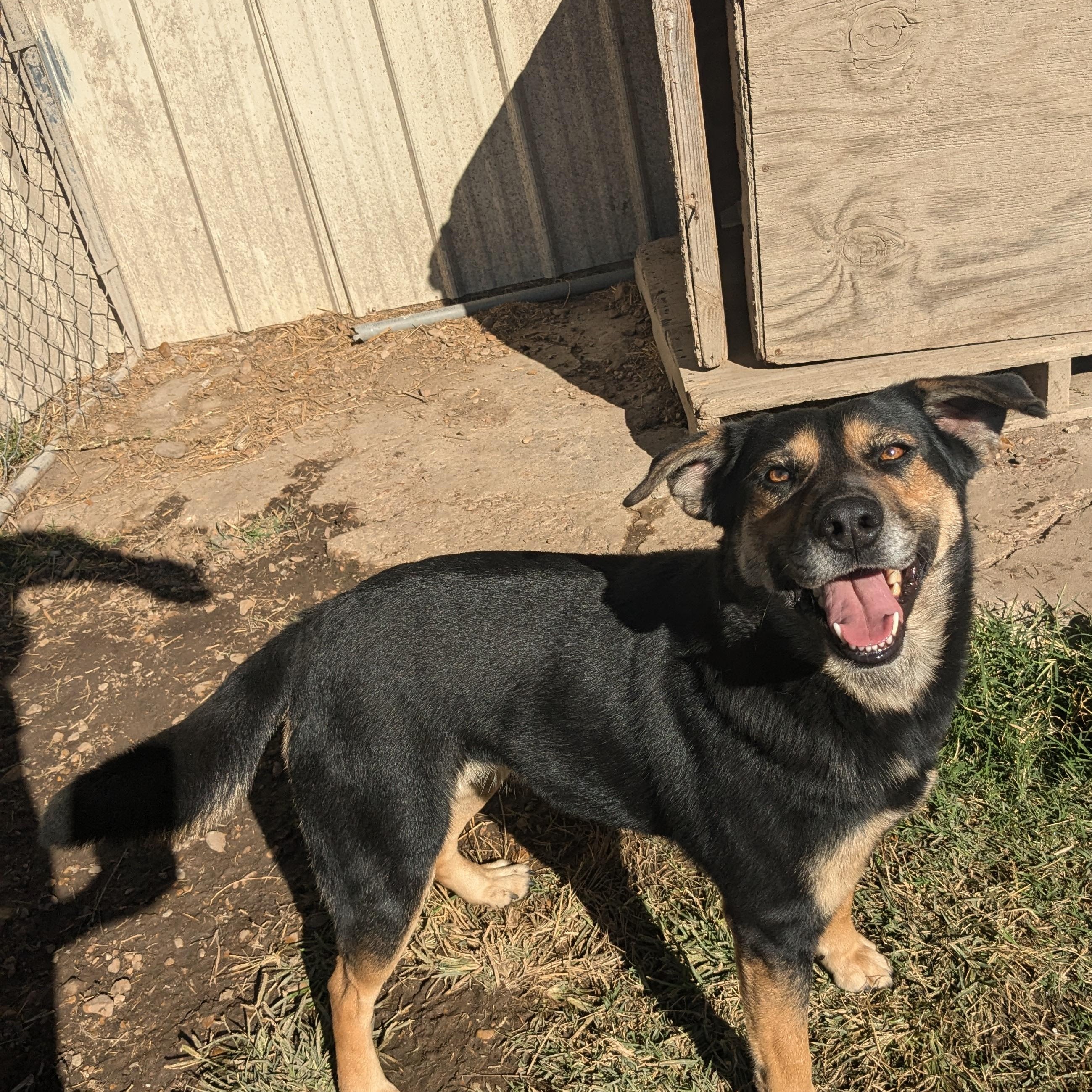 Enlarge Lorrie, a Adoptable mixed breed in Manchester, NH image 4/6