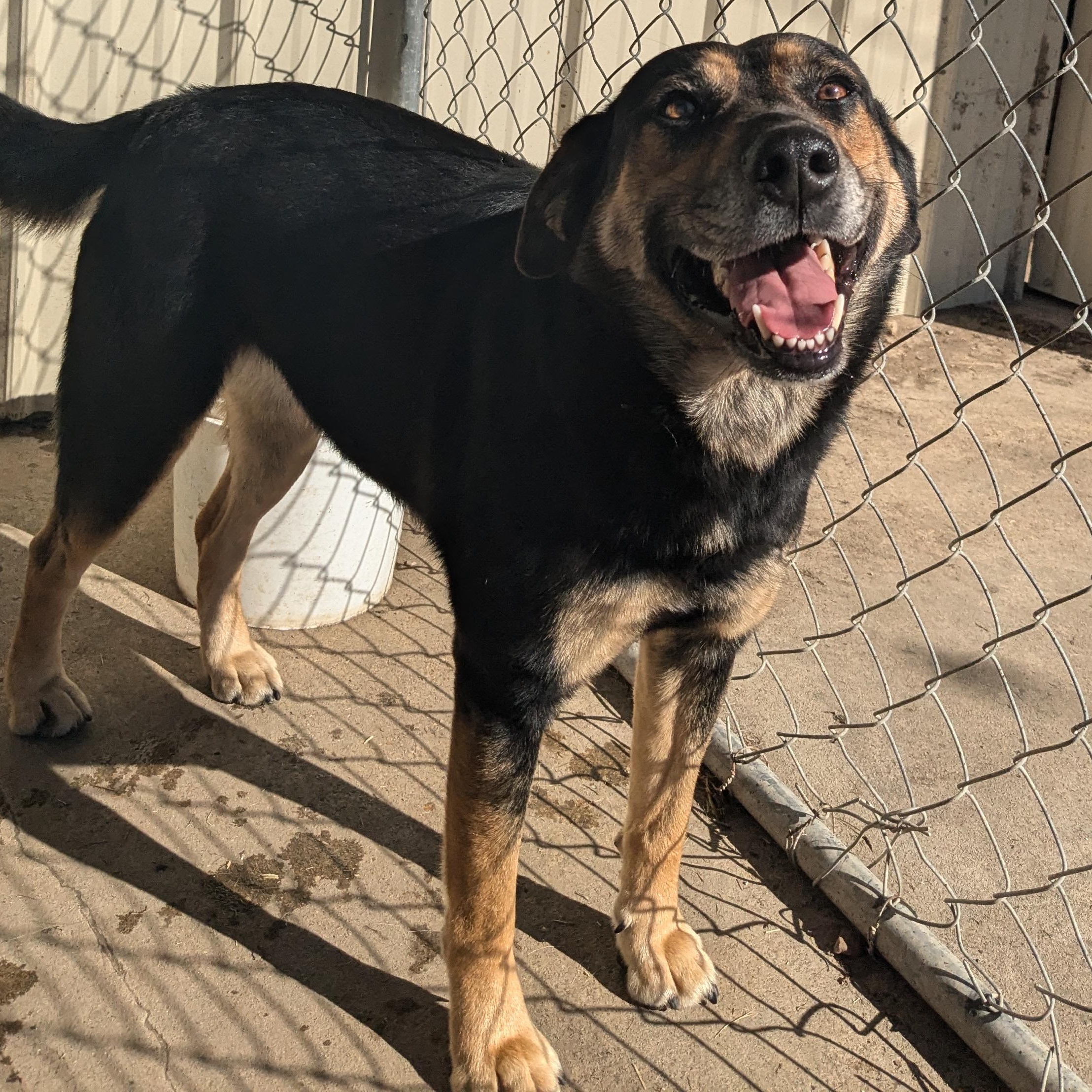 Enlarge Lorrie, a Adoptable mixed breed in Manchester, NH image 5/6