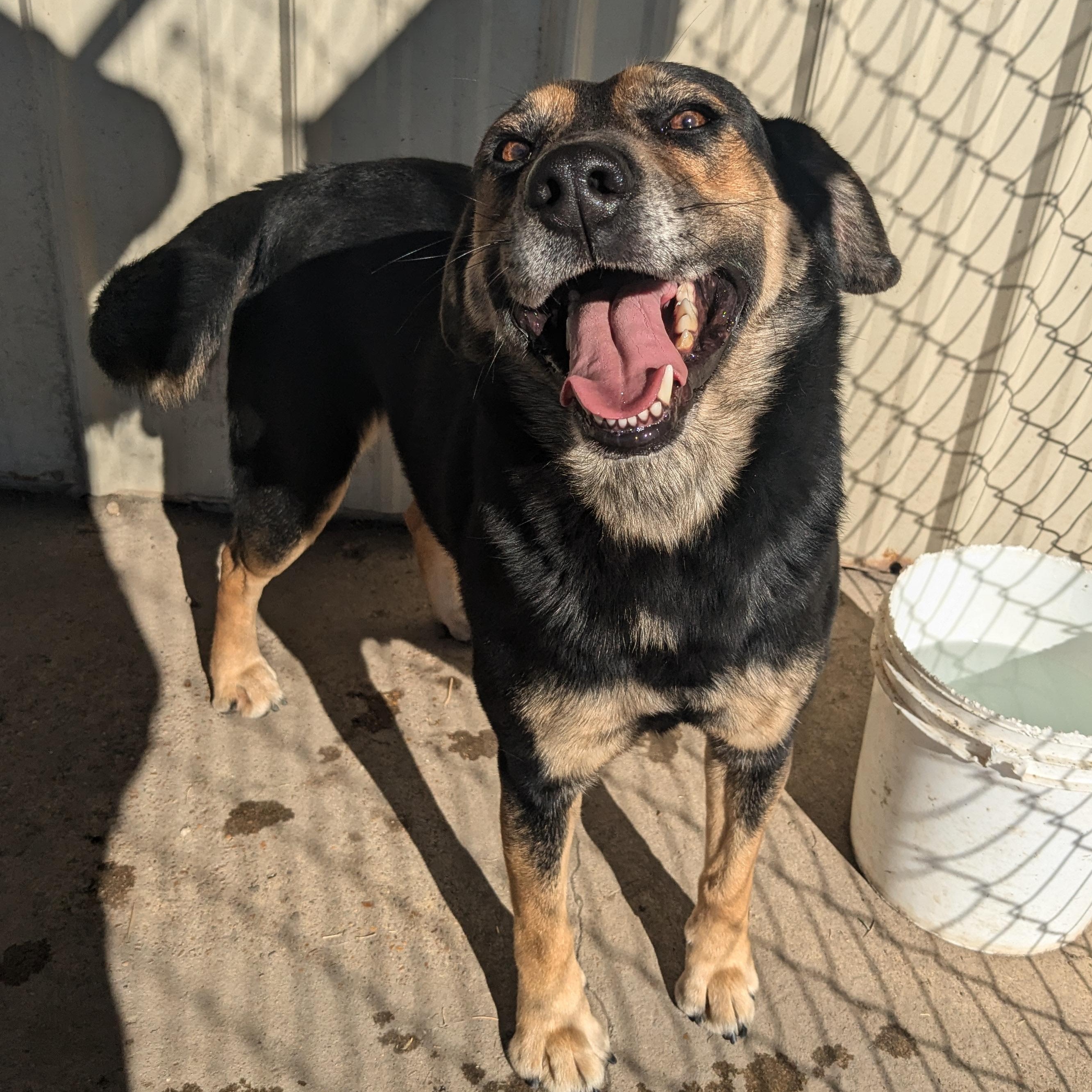 Enlarge Lorrie, a Adoptable mixed breed in Manchester, NH image 6/6