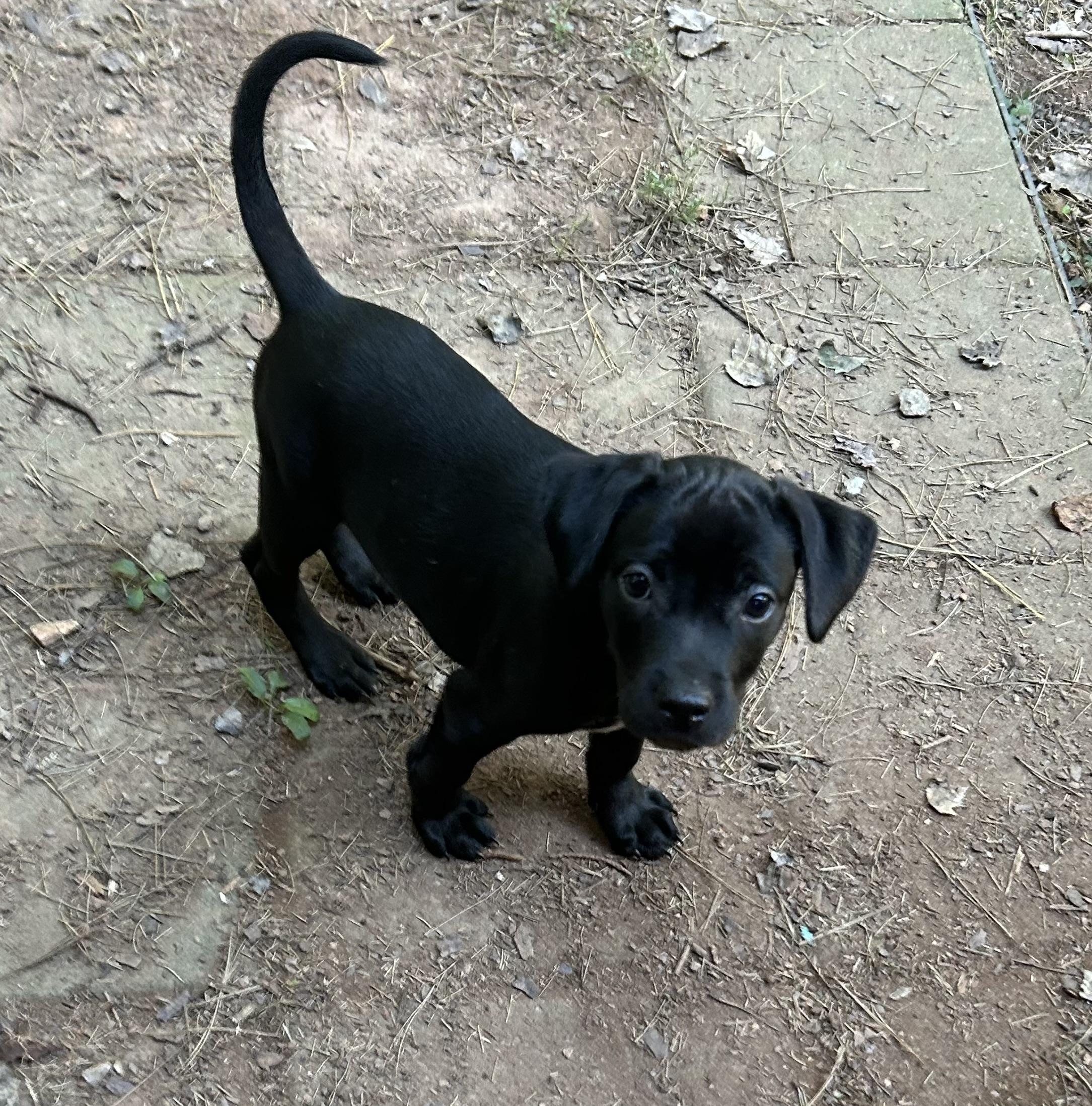 Enlarge Niko, a Adopted mixed breed in Kannapolis, NC image 5/6