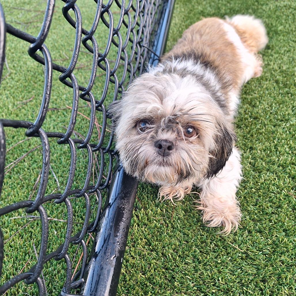 Flynn 2879, Adoptable, Adult Female Shih Tzu & None.