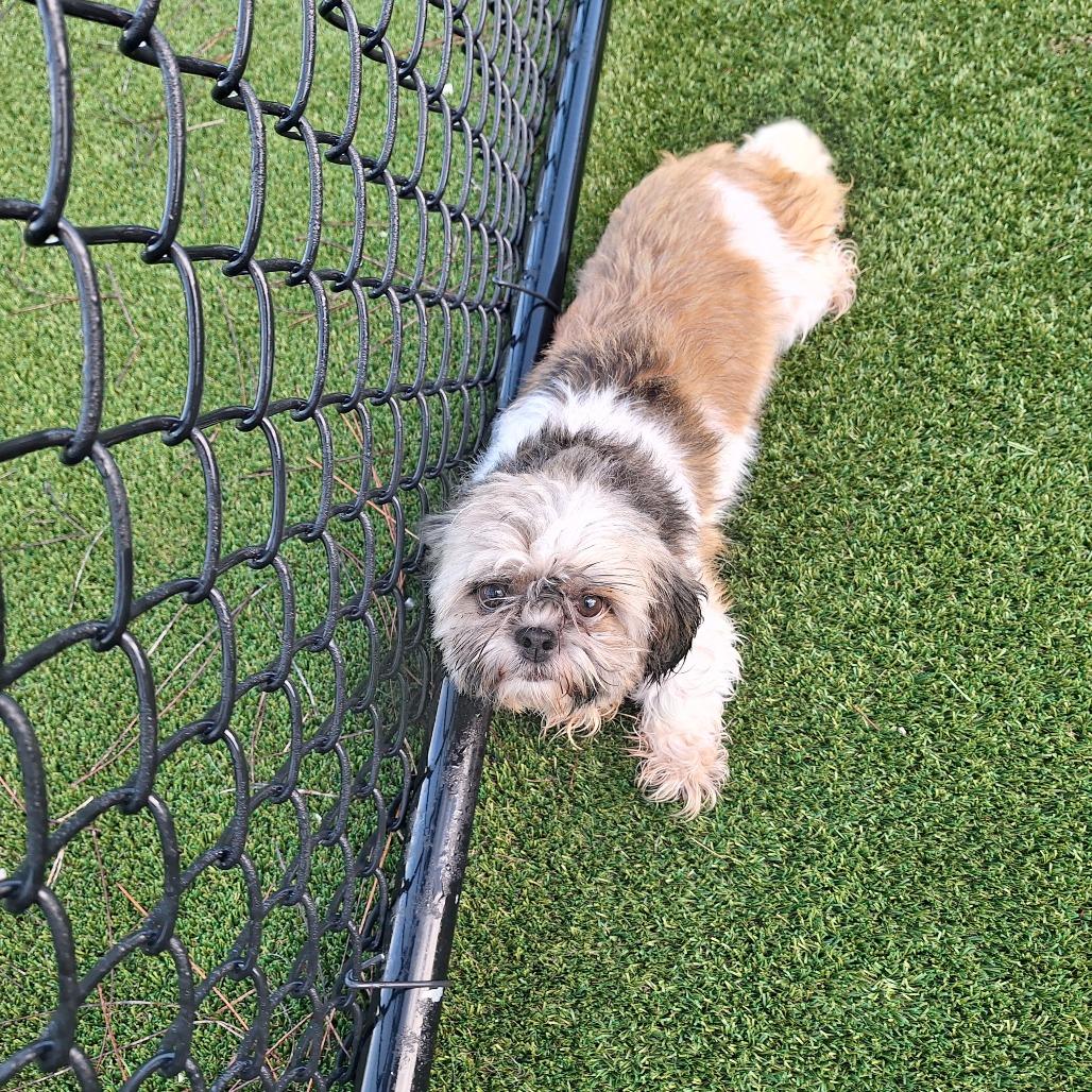 Enlarge Flynn 2879, a Adoptable Shih Tzu in LOXAHATCHEE, FL image 2/2