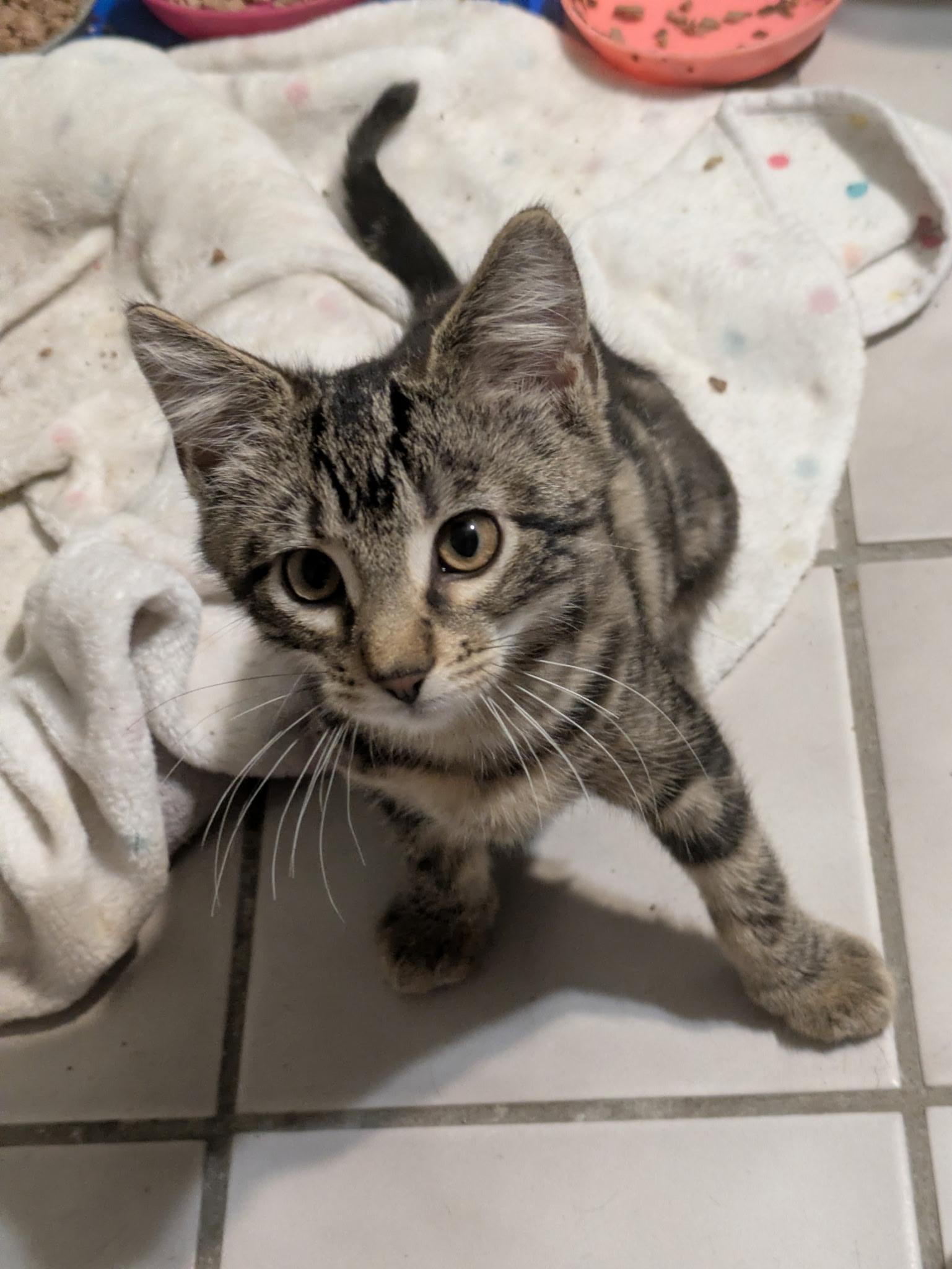 Enlarge Tchotchke, a Adoptable Tabby in Mineral Point, WI image 5/6