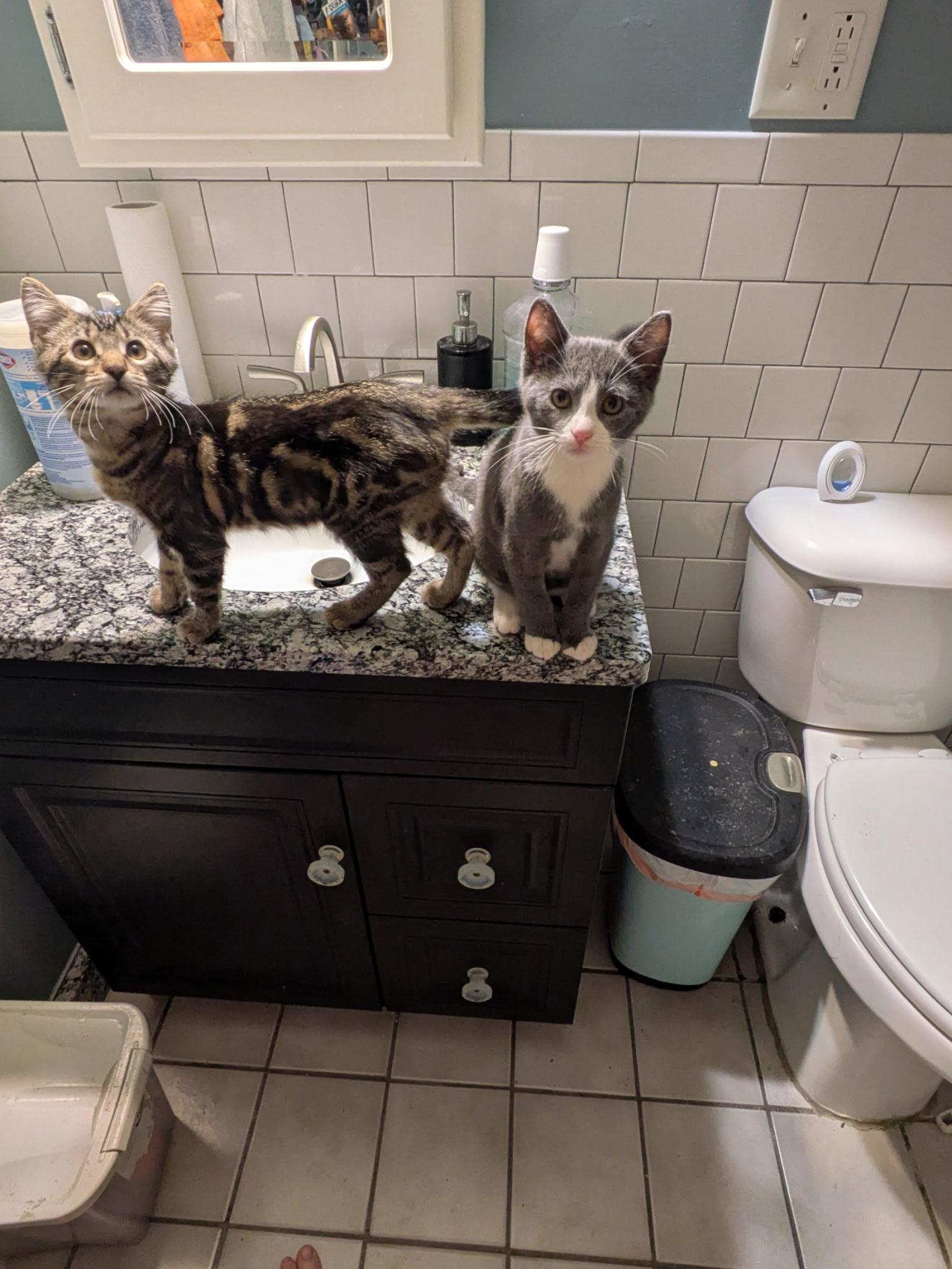 Enlarge Tchotchke, a Adoptable Tabby in Mineral Point, WI image 6/6