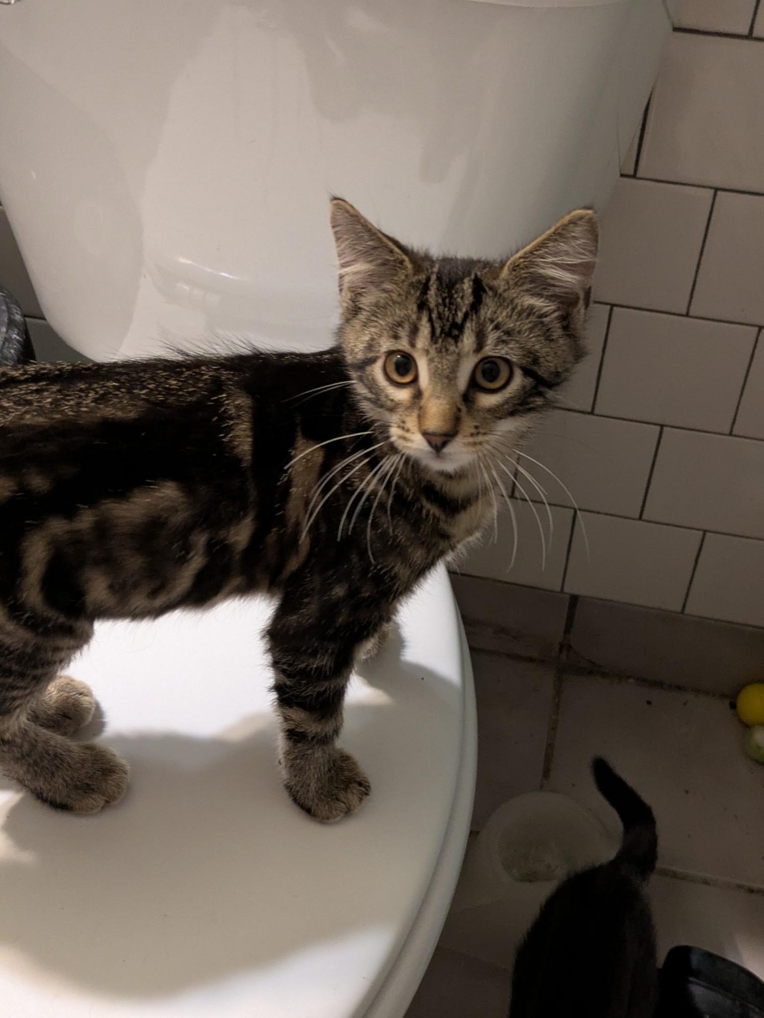 Enlarge Tchotchke, a Adoptable Tabby in Mineral Point, WI image 1/6