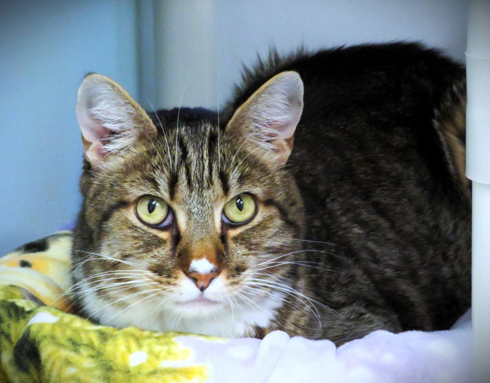 Gretzky, Adoptable, Adult Male Domestic Short Hair.