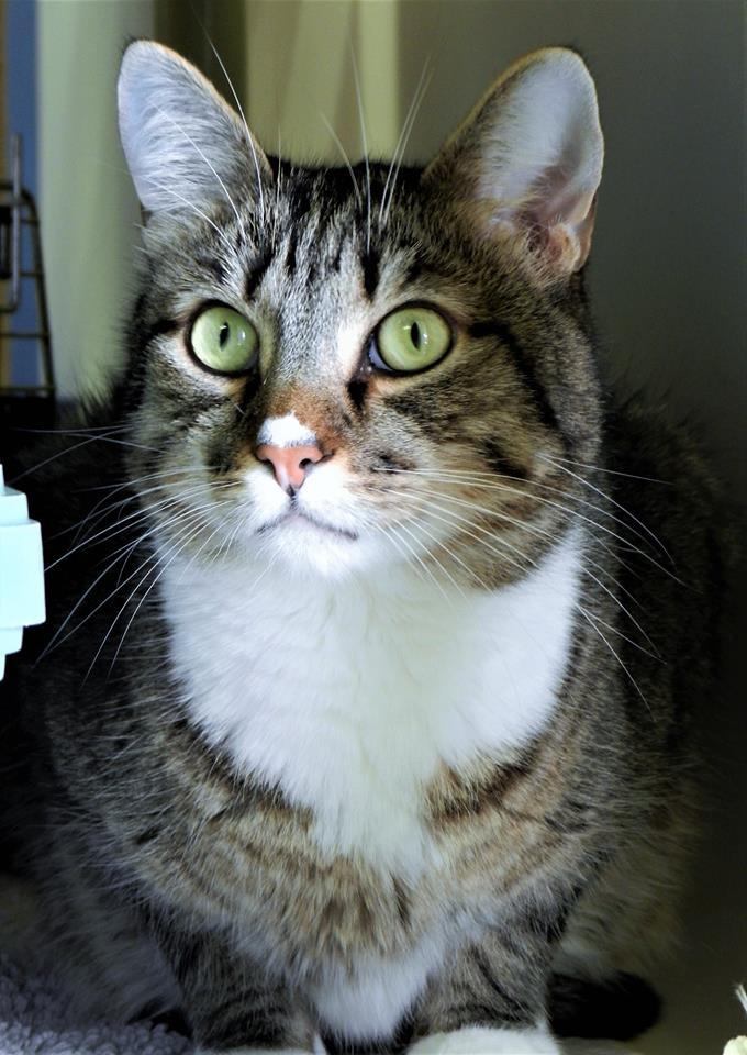 Enlarge Gretzky, a Adoptable Domestic Short Hair in Seal Beach, CA image 3/6