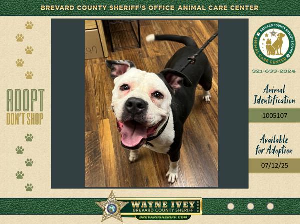 Teddy, Adoptable, Adult Male Mixed Breed.