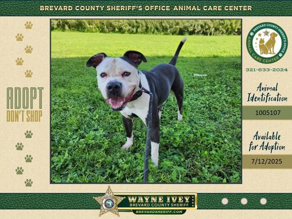 Enlarge Teddy, a Adoptable mixed breed in Melbourne, FL image 2/4