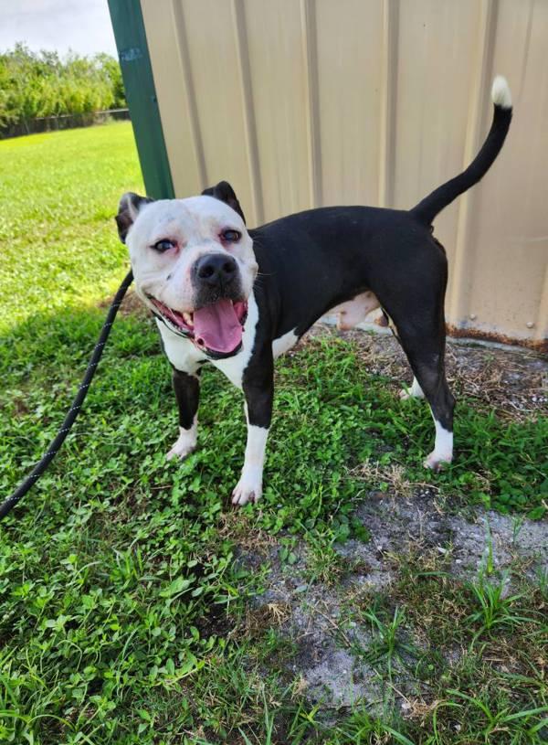 Enlarge Teddy, a Adoptable mixed breed in Melbourne, FL image 3/4