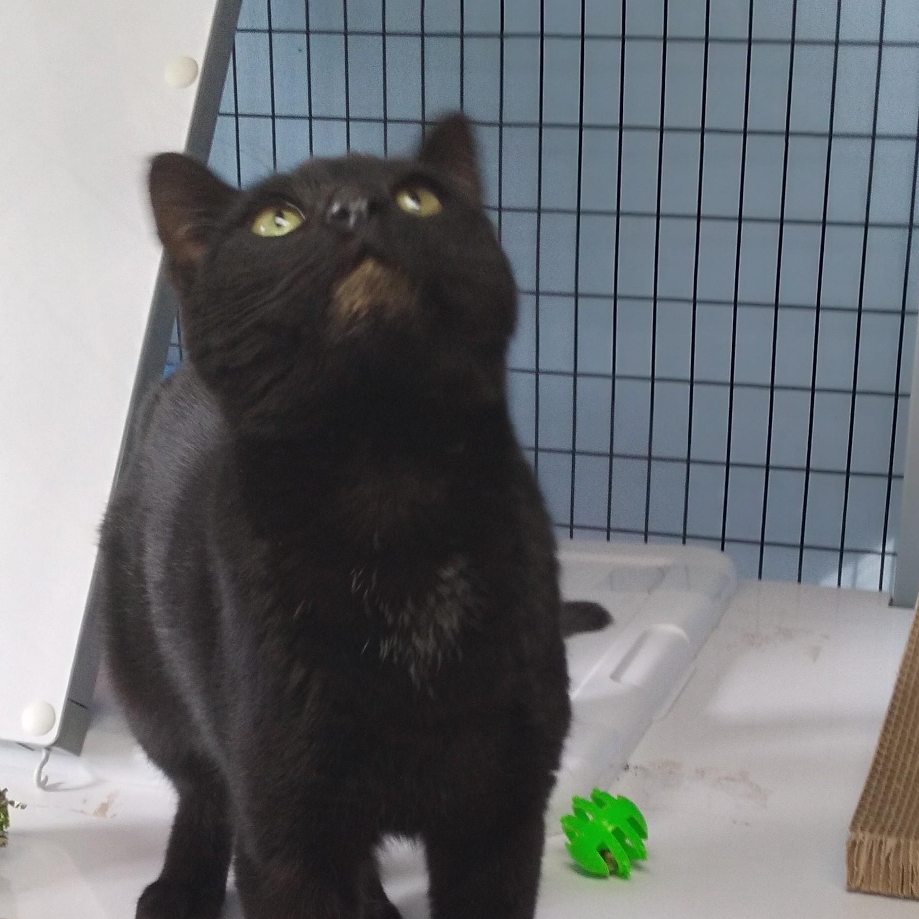 Enlarge Ferris, a ADOPTABLE Domestic Short Hair in Charlestown, NH image 3/3