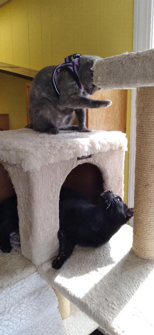 Ferris, a ADOPTABLE Domestic Short Hair in Charlestown, NH image 5/6