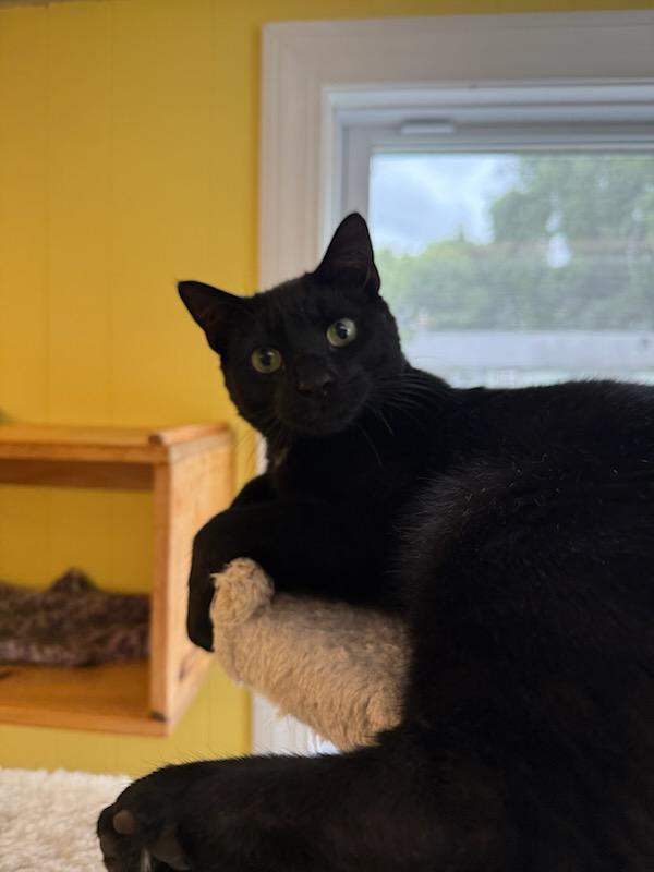Enlarge Ferris, a Adoptable Domestic Short Hair in Charlestown, NH image 6/6