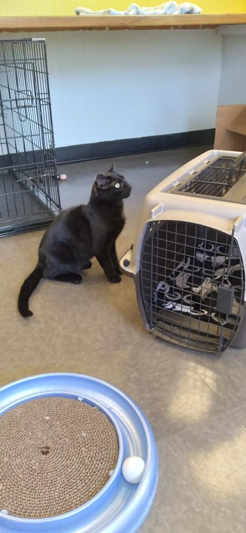 Ferris, a ADOPTABLE Domestic Short Hair in Charlestown, NH image 4/6