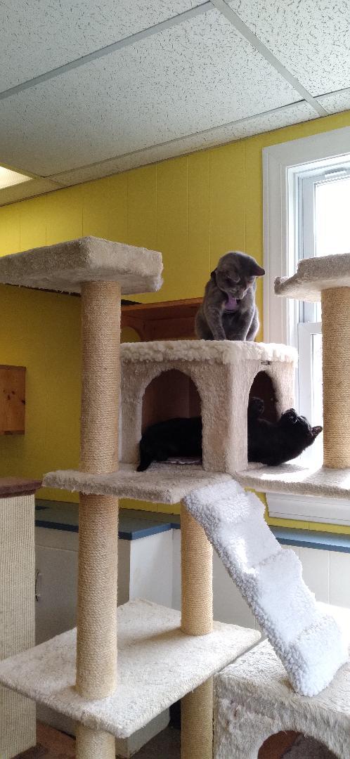 Ferris, a ADOPTABLE Domestic Short Hair in Charlestown, NH image 6/6