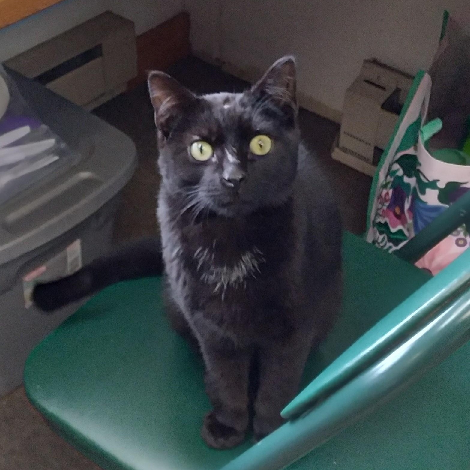 Ferris, ADOPTABLE, Young Male Domestic Short Hair.