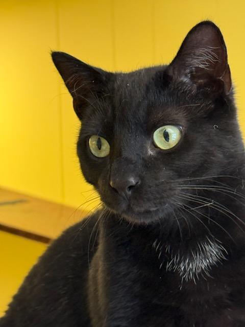Enlarge Ferris, a Adoptable Domestic Short Hair in Charlestown, NH image 2/6