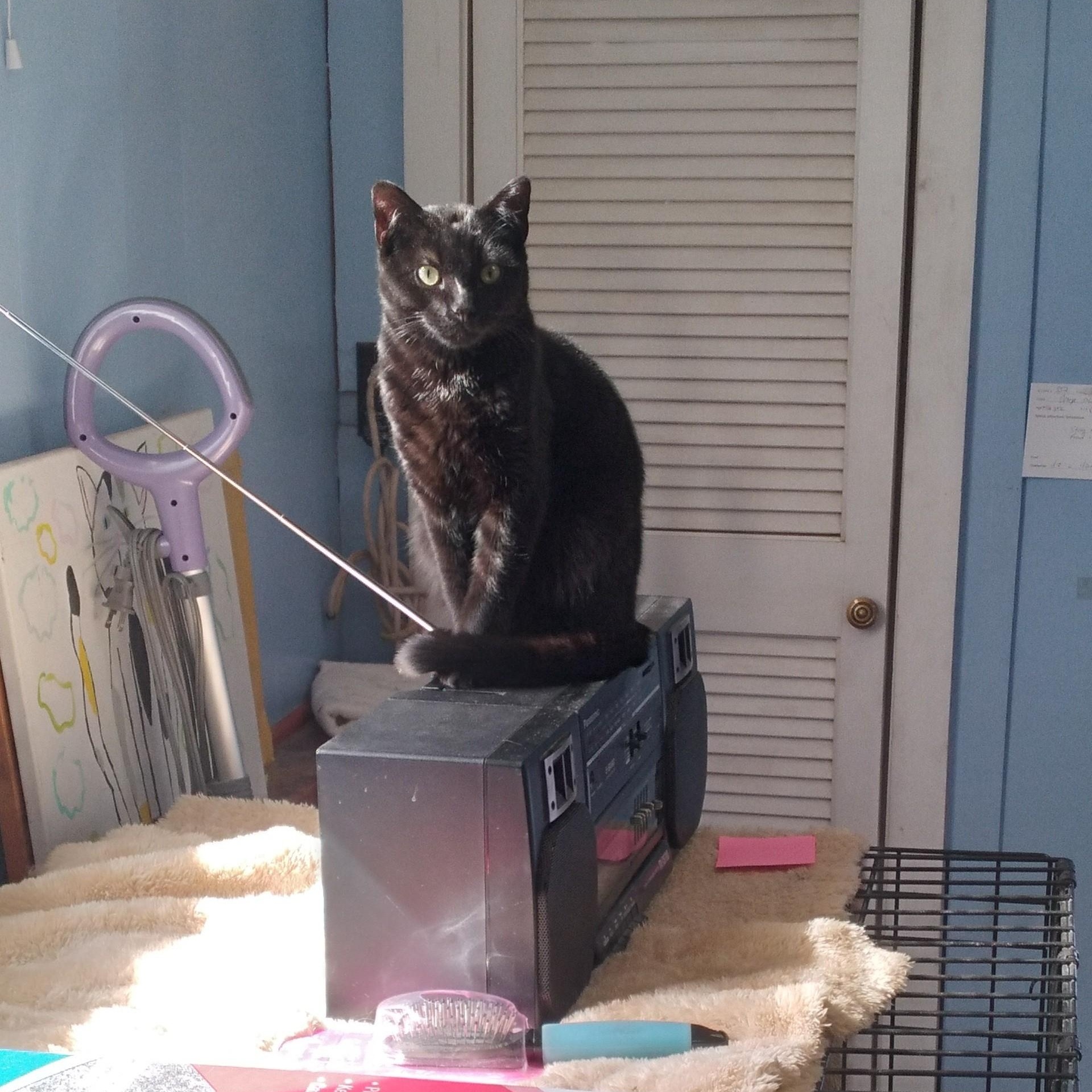 Enlarge Ferris, a ADOPTABLE Domestic Short Hair in Charlestown, NH image 2/3