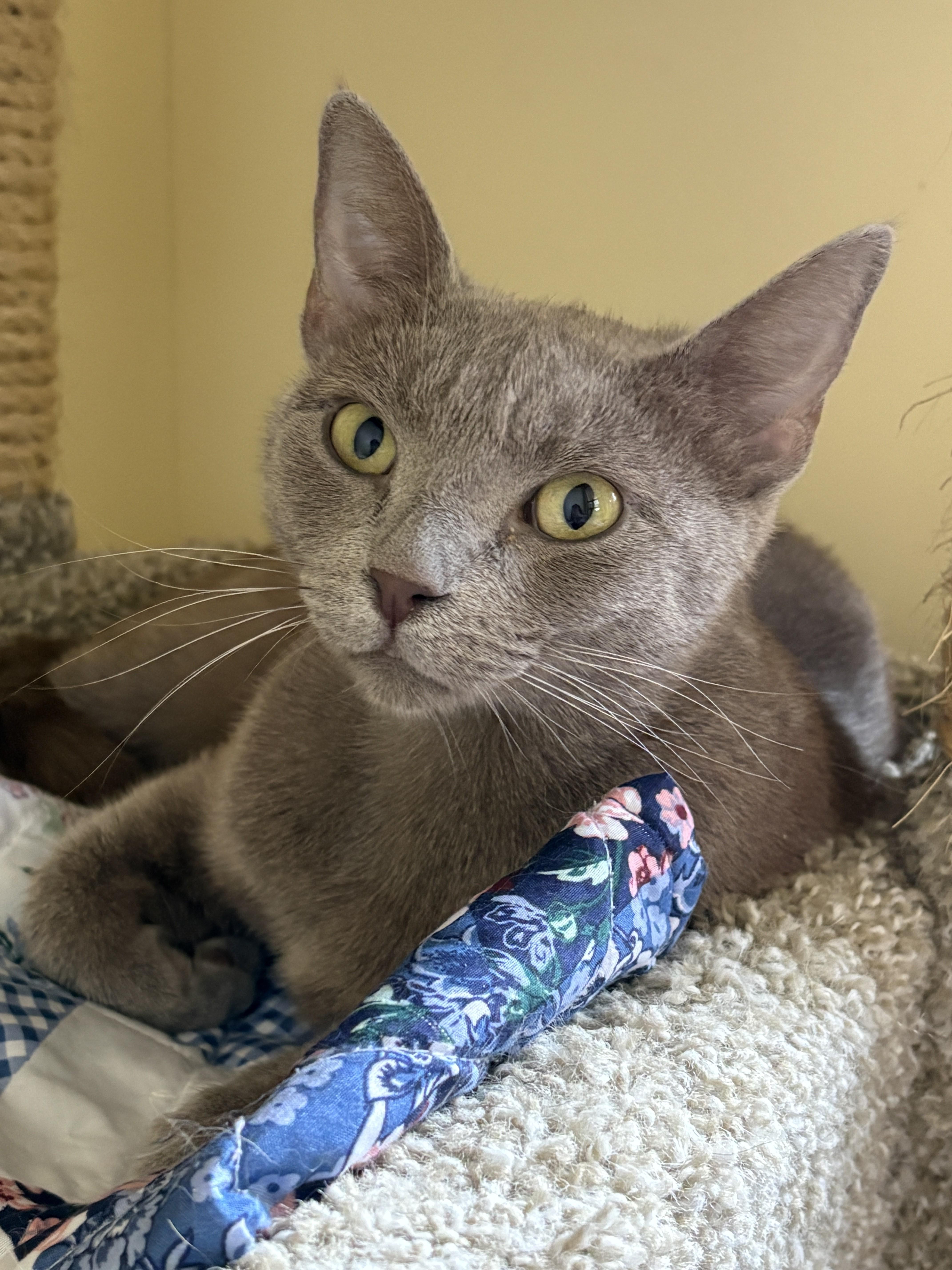 LORELAI, a ADOPTABLE Domestic Short Hair in Prescott, AZ image 4/4