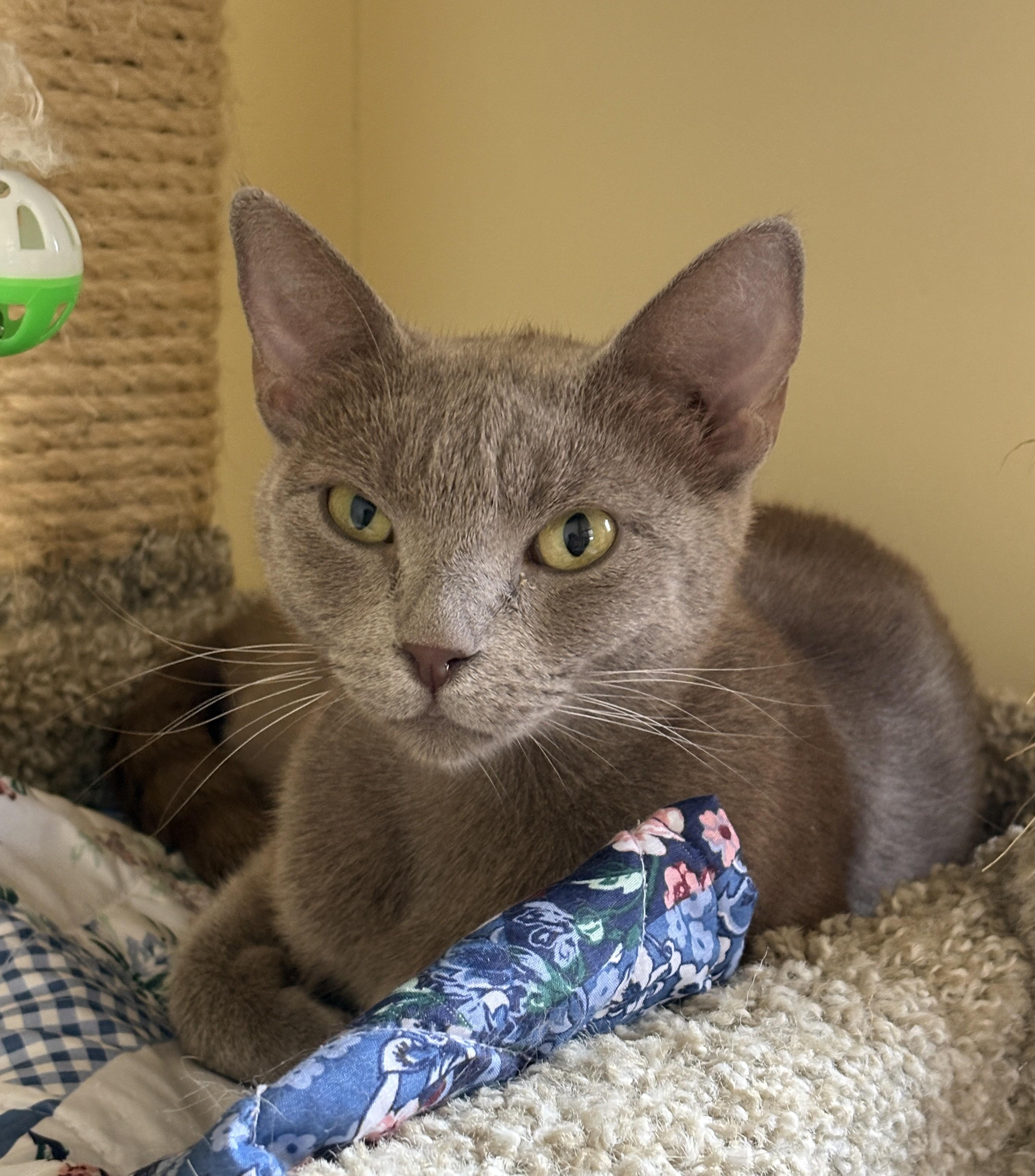 LORELAI, ADOPTABLE, Adult Female Domestic Short Hair.